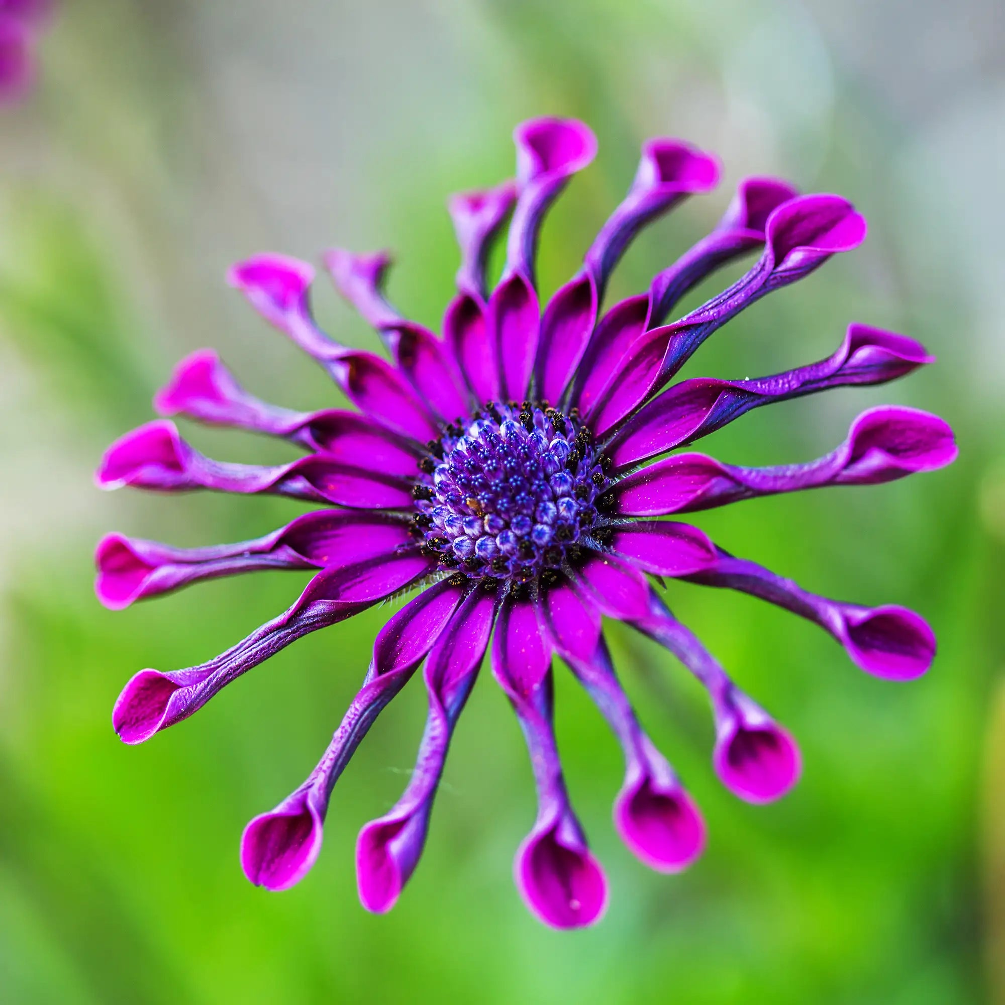 spider daisy plant African Daisy 'FlowerPower™ Spider Purple' – Vandermeer Nursery Ltd