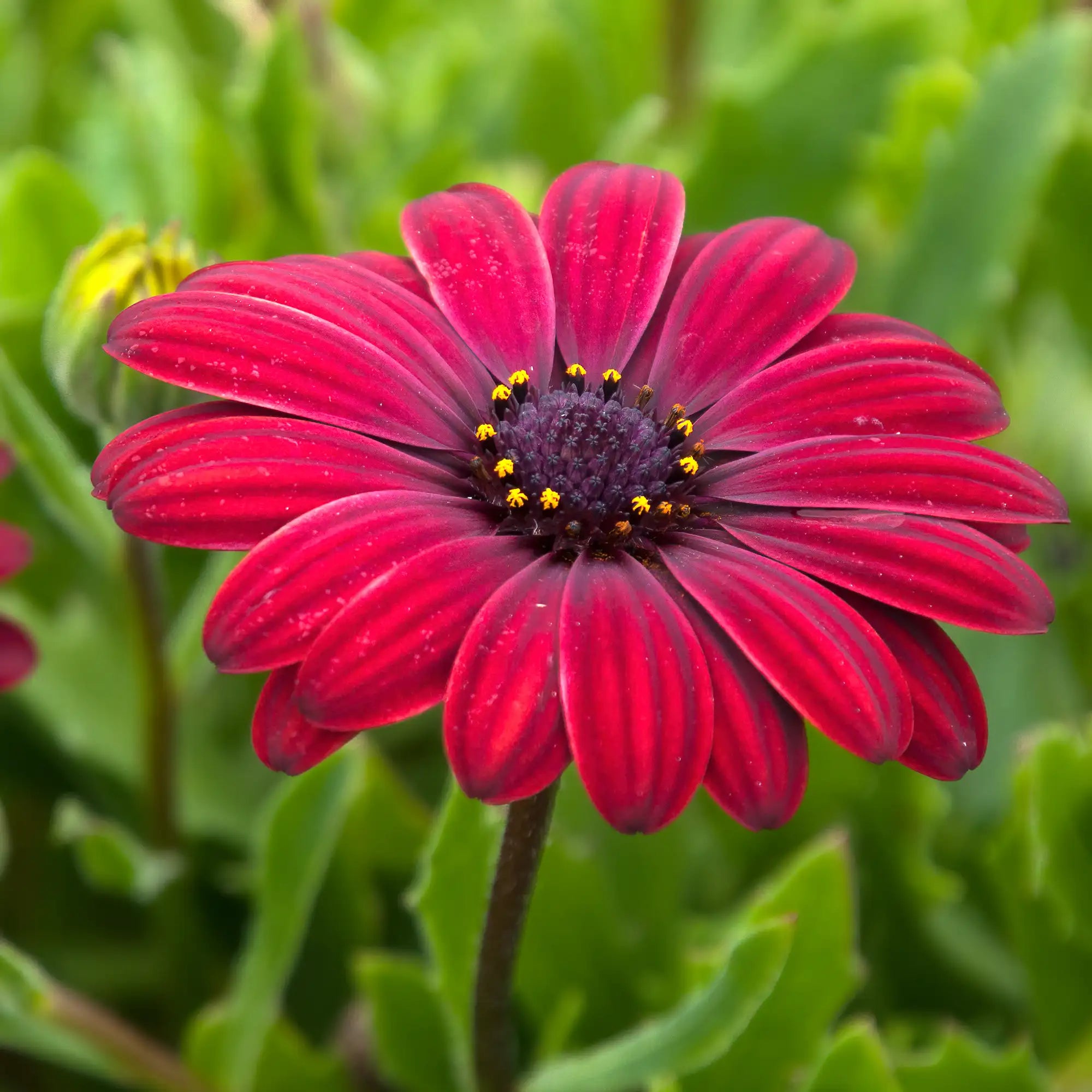 African Daisy 'Margarita® Dark Purple'