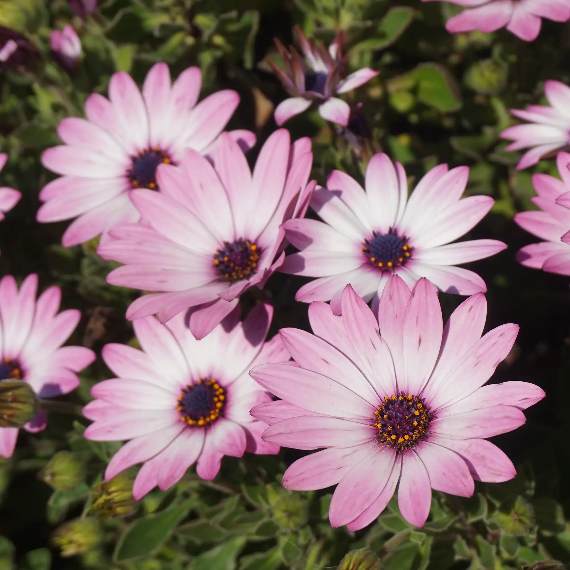 African Daisy 'Margarita® Eclipse'