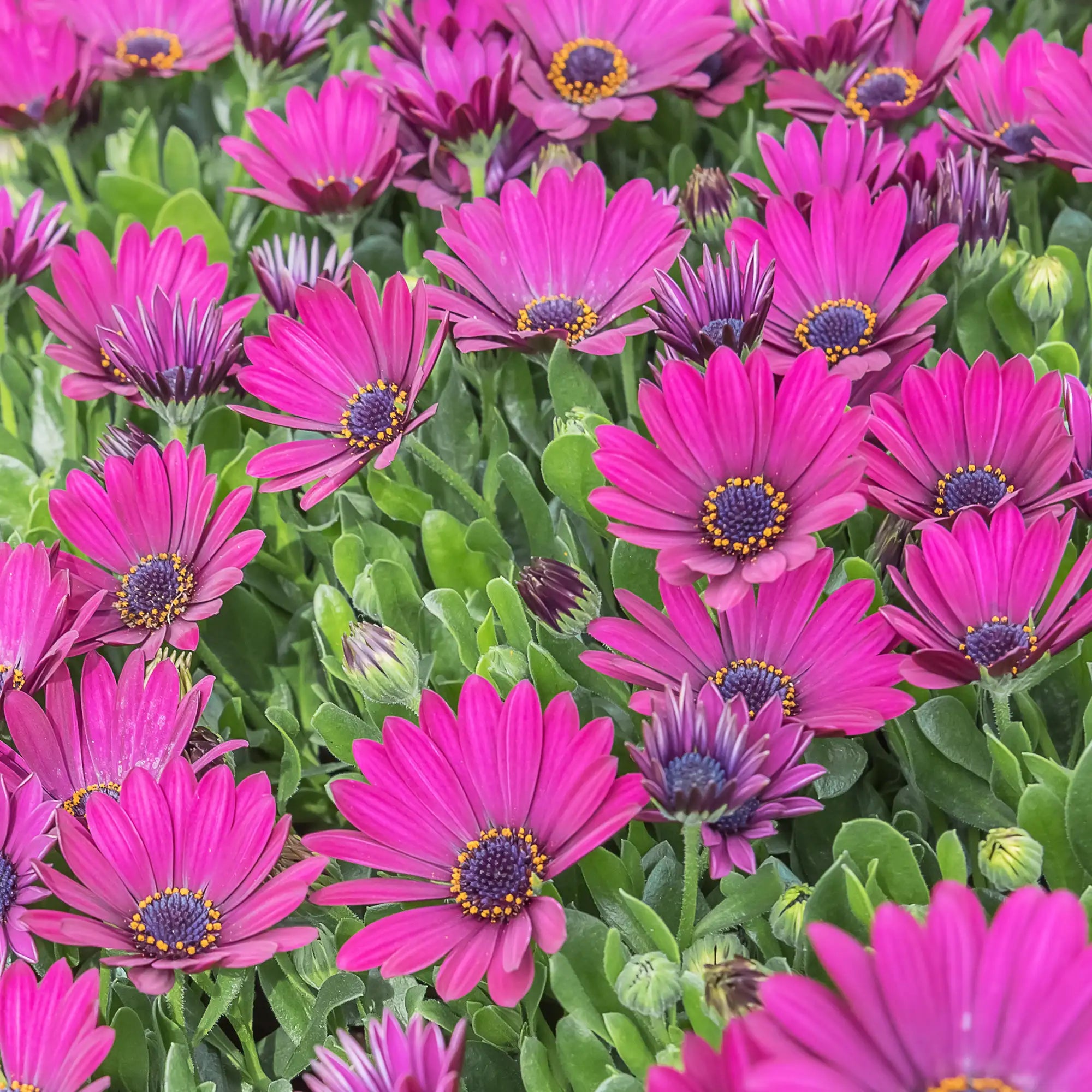 African Daisy 'Margarita® Kardinal'