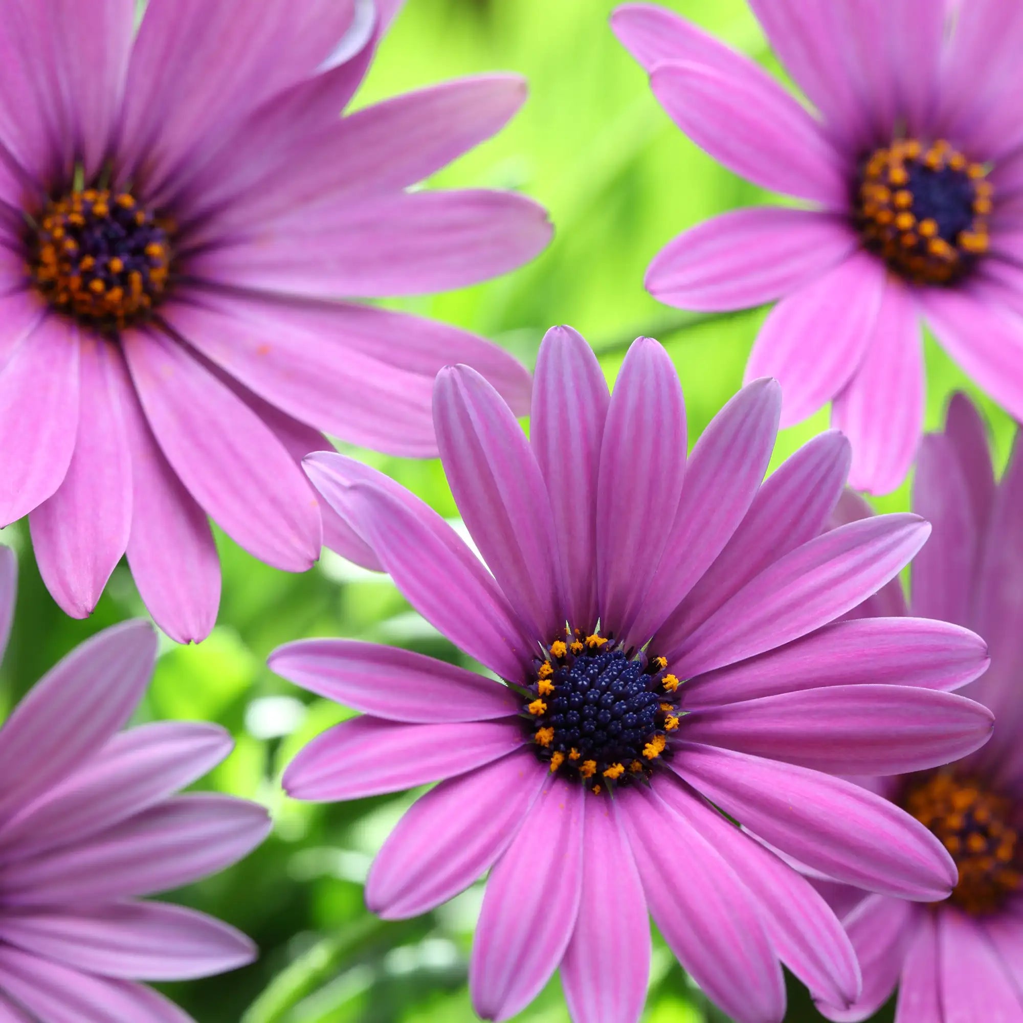 African Daisy 'Margarita® Lilac'
