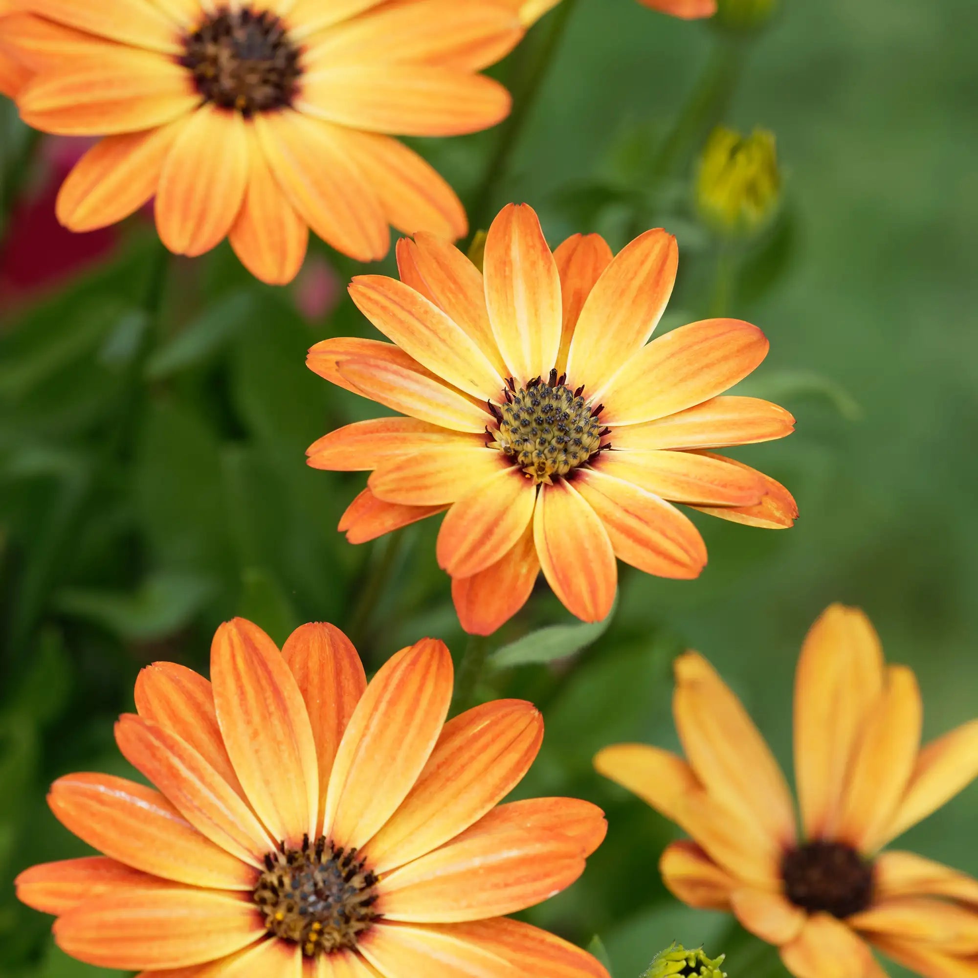 African Daisy 'Margarita® Orange Flare'