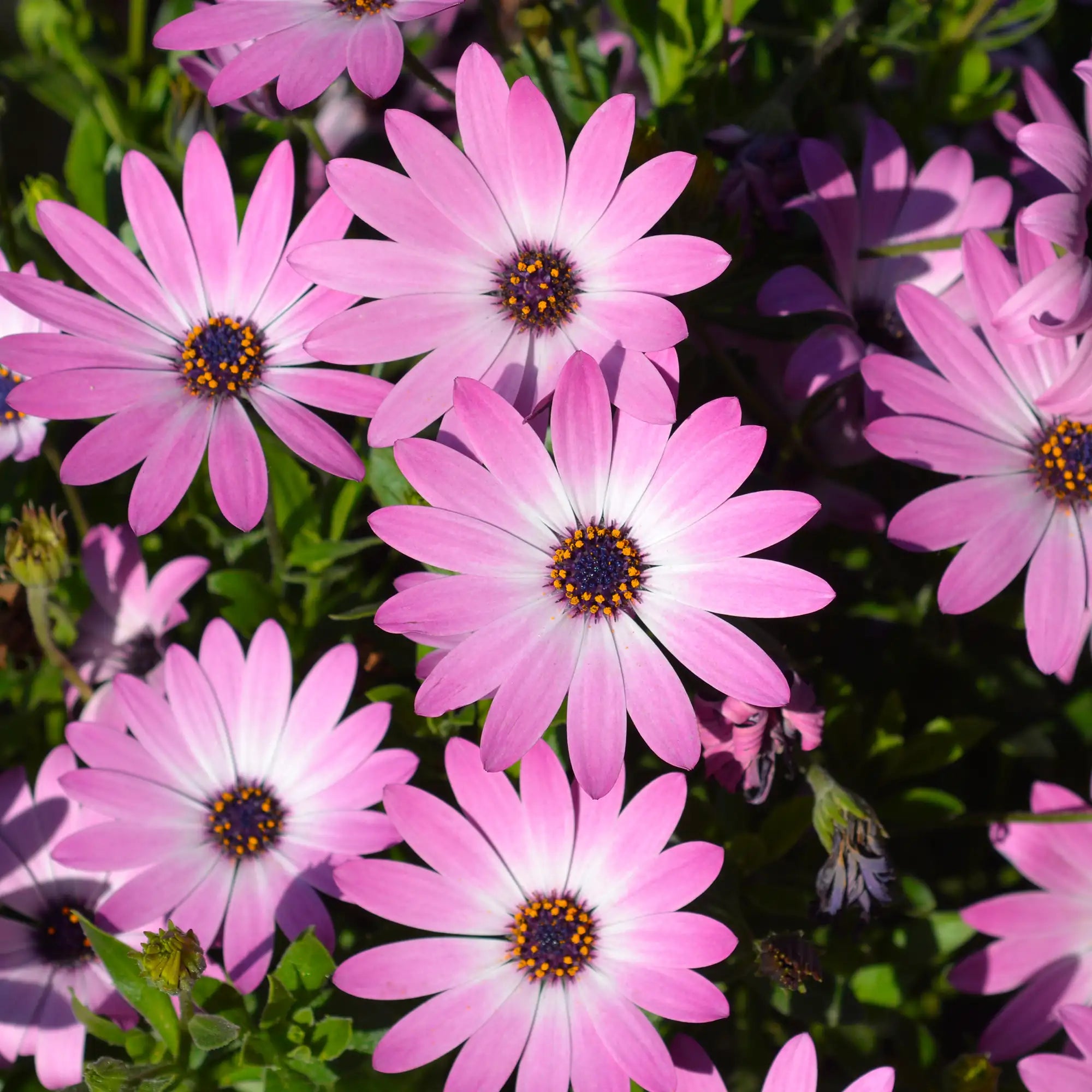 African Daisy 'Margarita® Pink Flare'