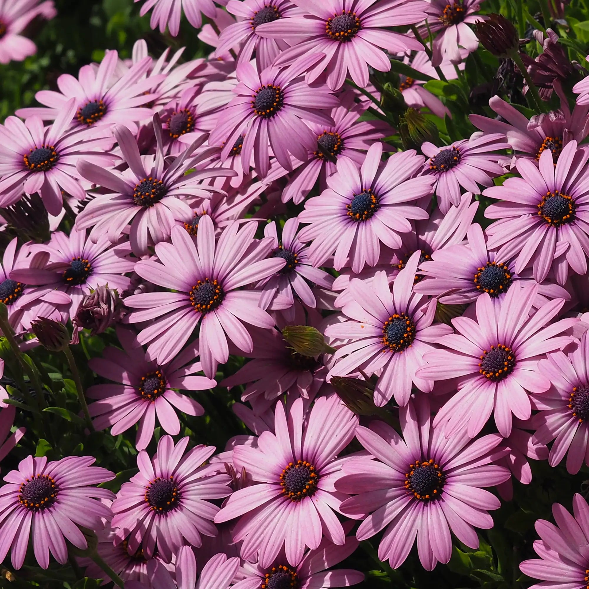 African Daisy 'Margarita® Purple'