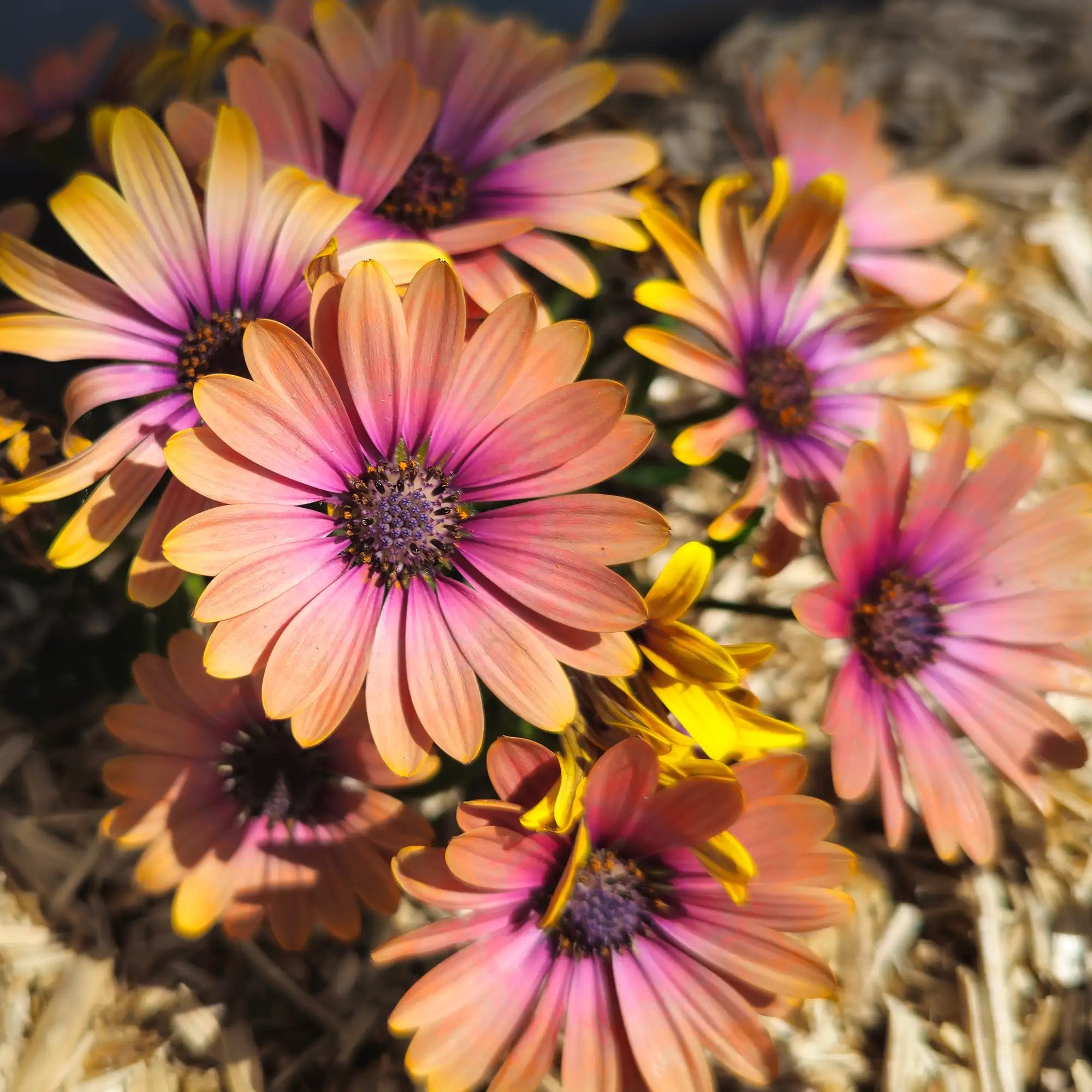 African Daisy 'OSTICADE™ Aurora'