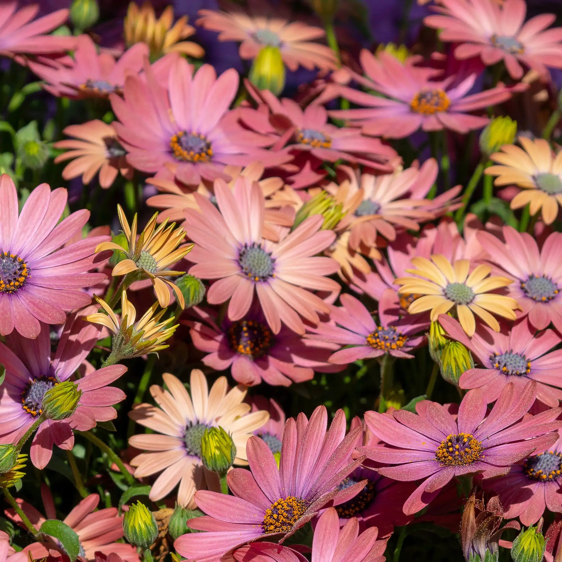African Daisy 'OSTICADE™ Daybreak' – Vandermeer Nursery Ltd