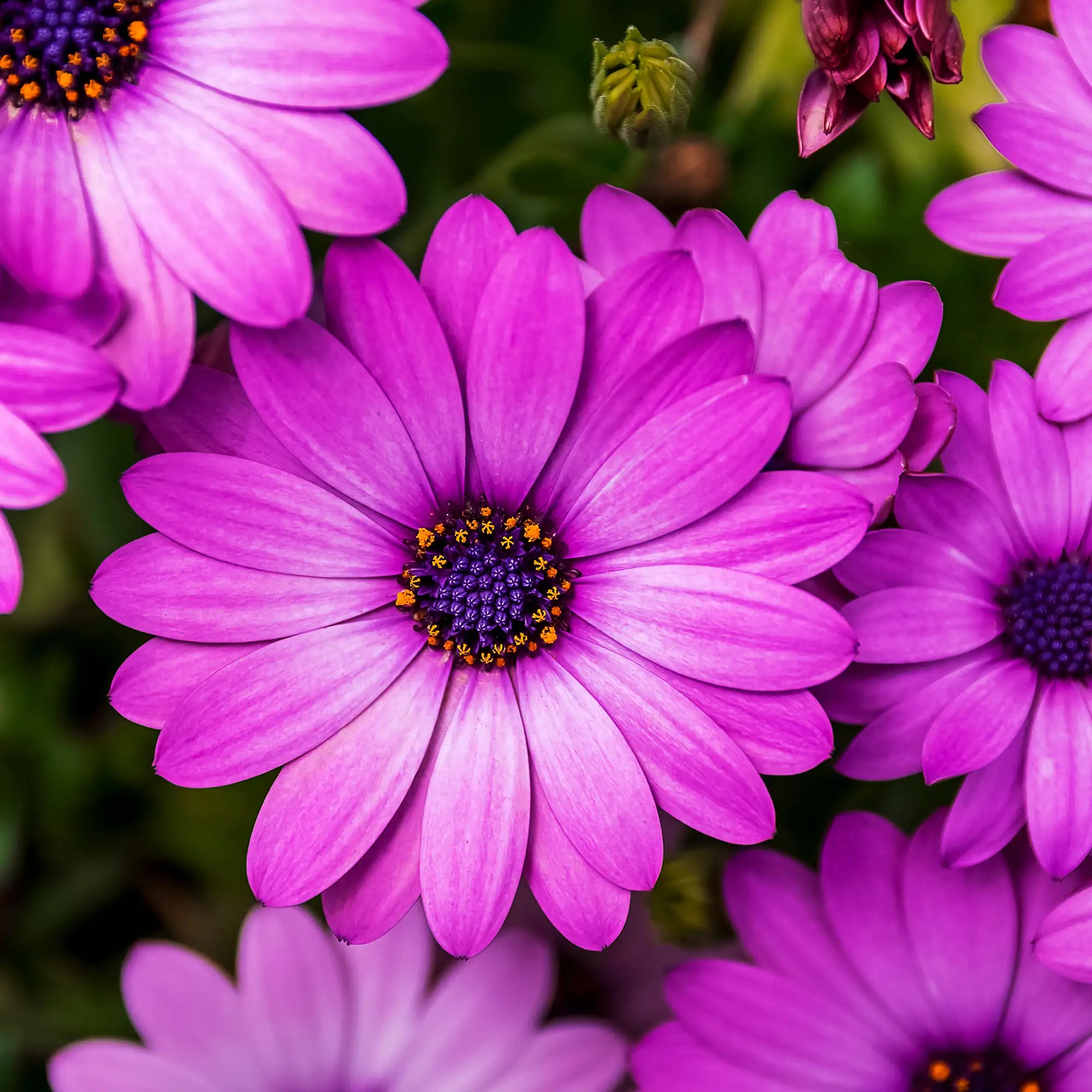 African Daisy 'OSTICADE™ Magenta'
