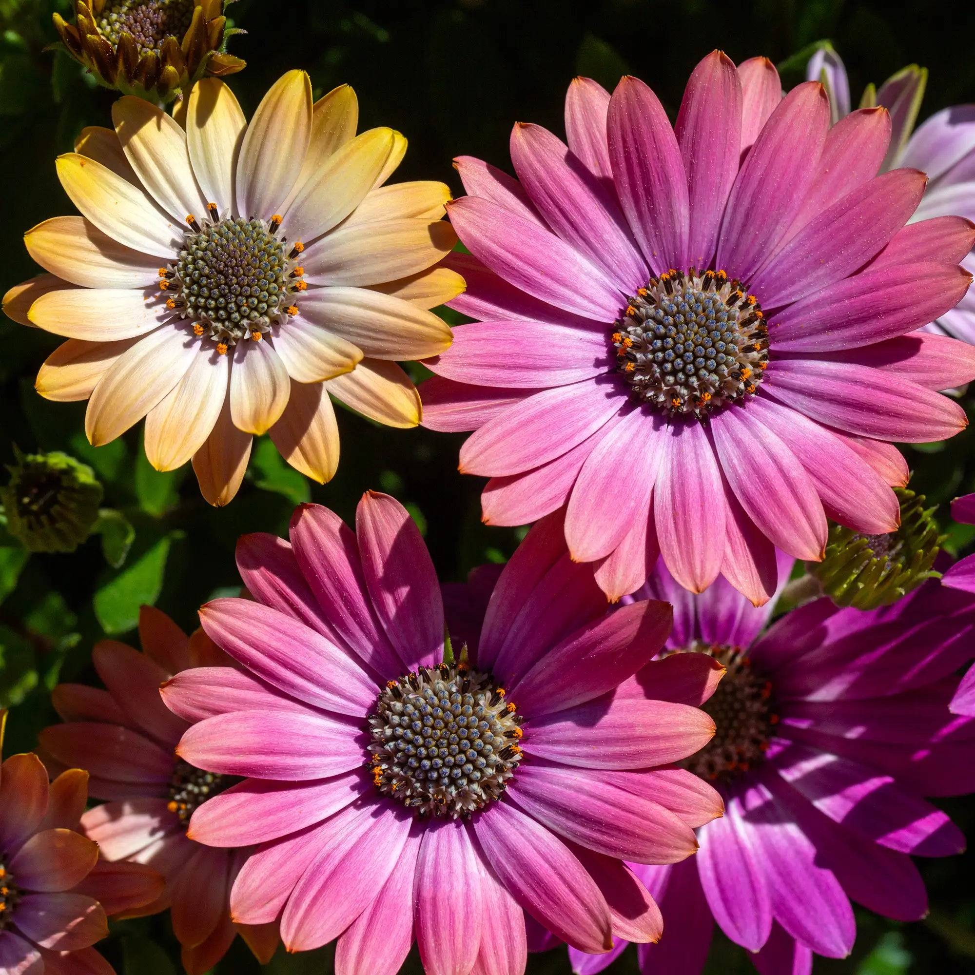 African Daisy 'OSTICADE™ Twilight Moon'