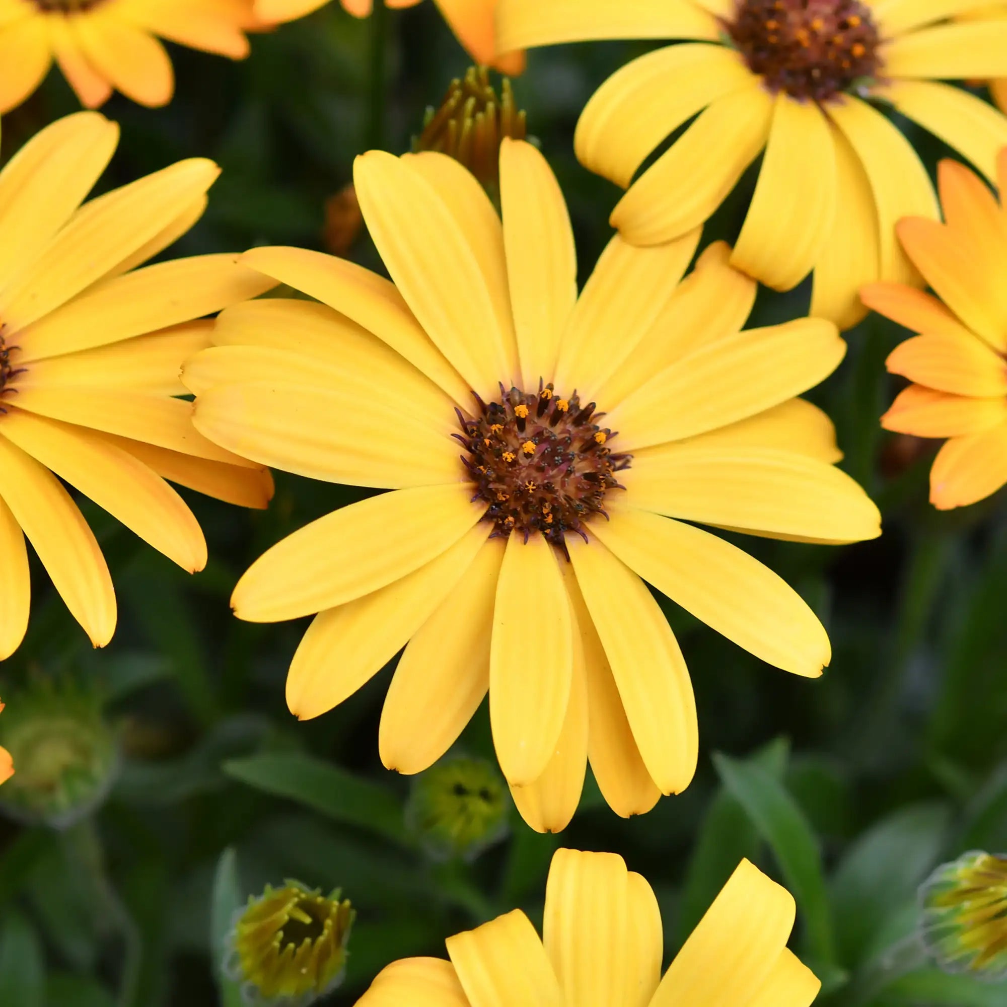 African Daisy 'OSTICADE™ Yellow'