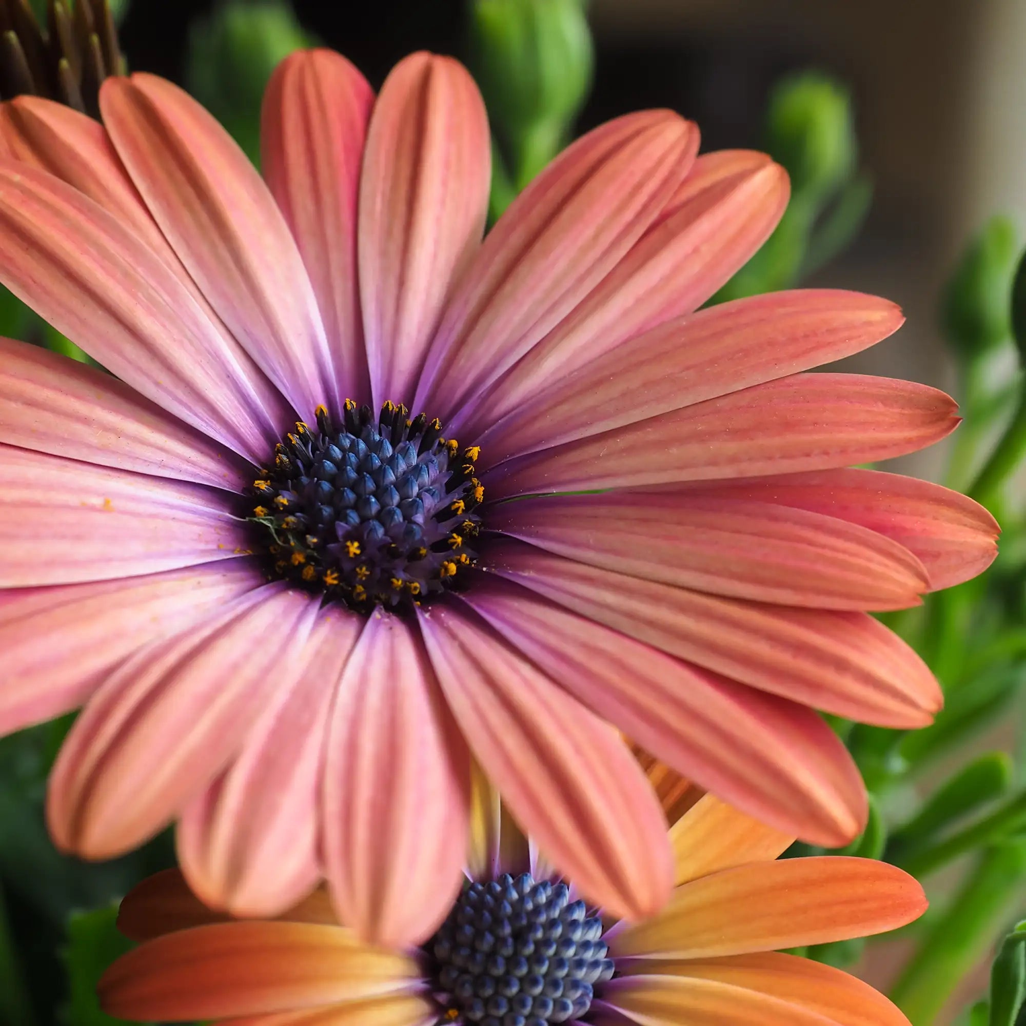 African Daisy 'Serenity™ Coral Magic'