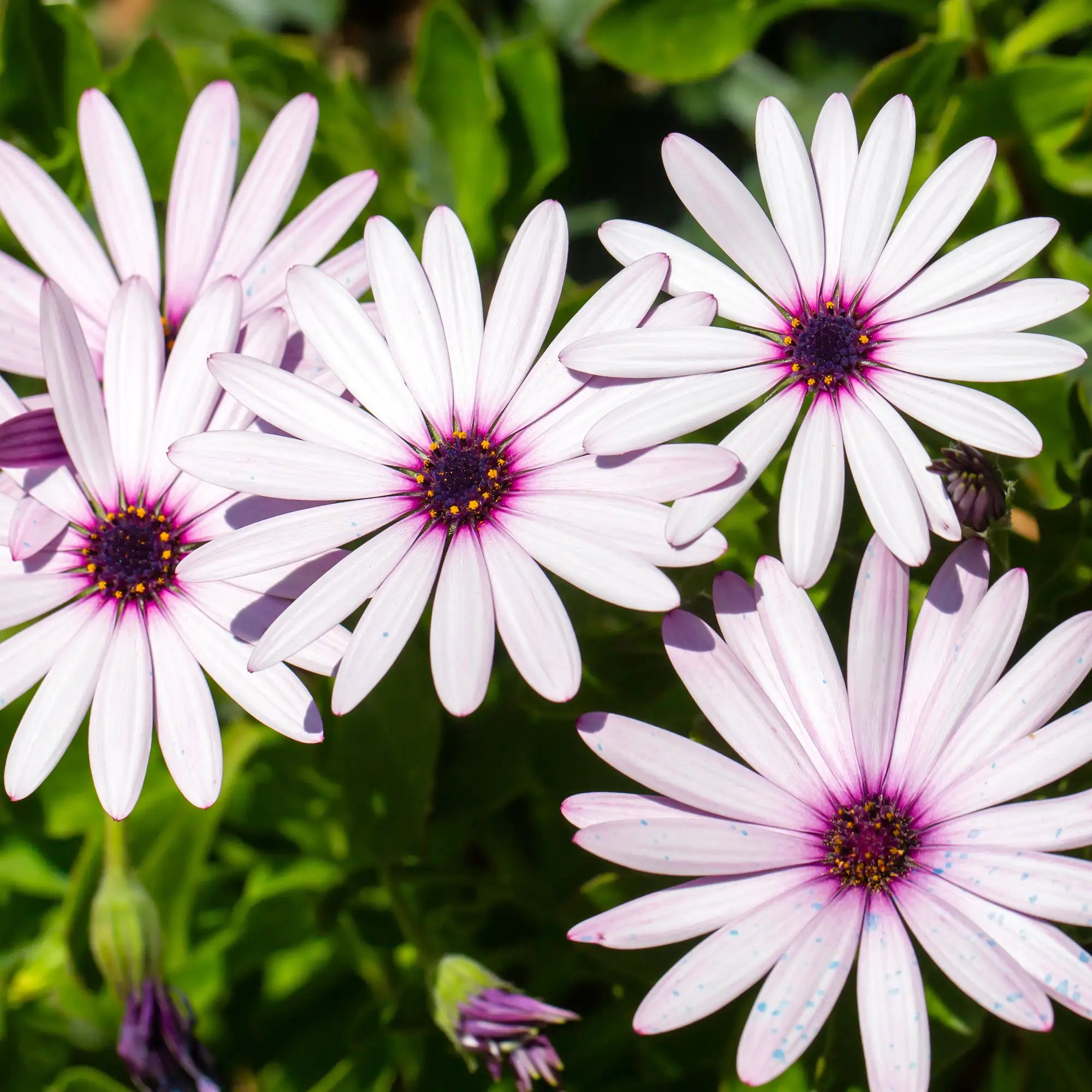 African Daisy 'Serenity™ Lavender Frost'
