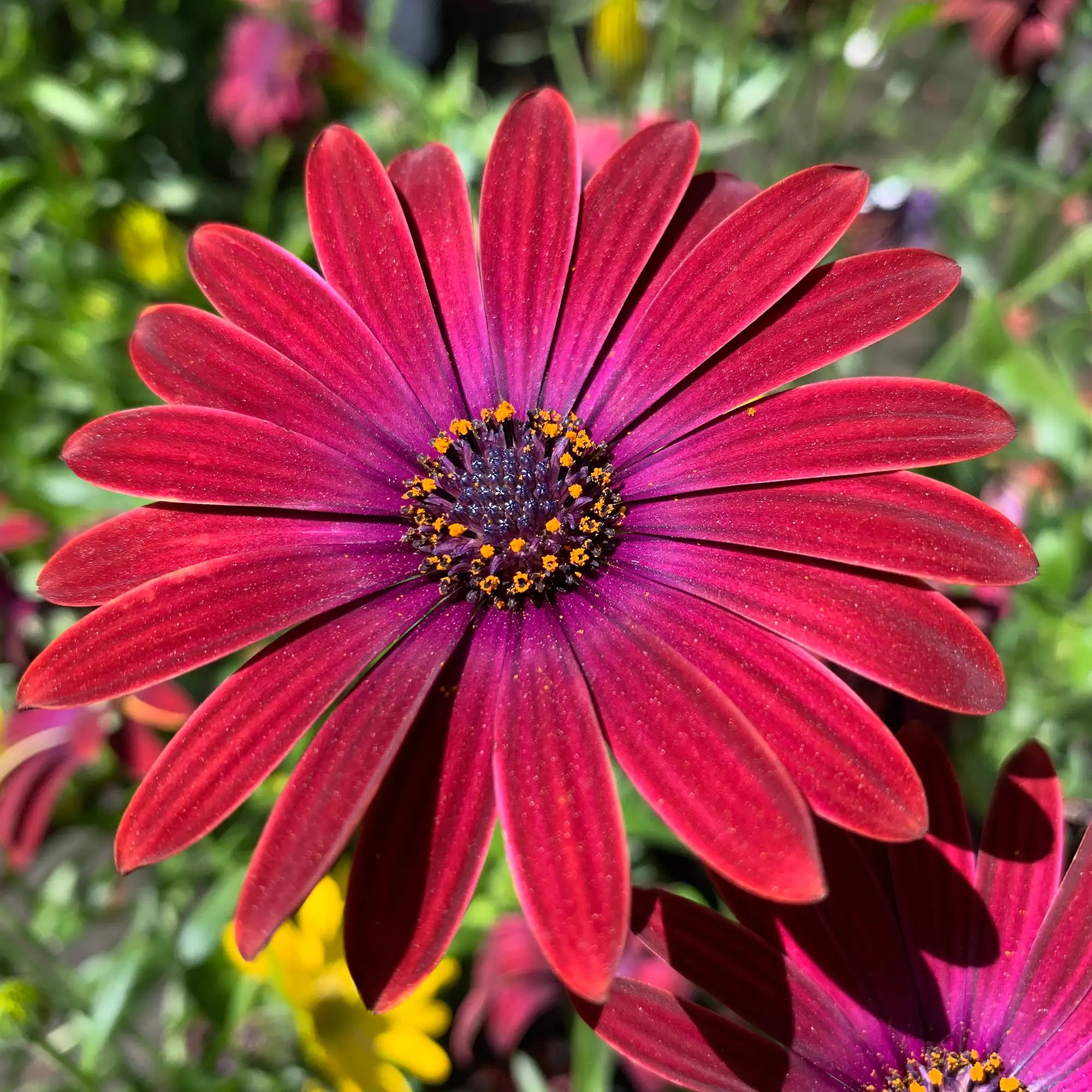 African Daisy 'Serenity™ Red'