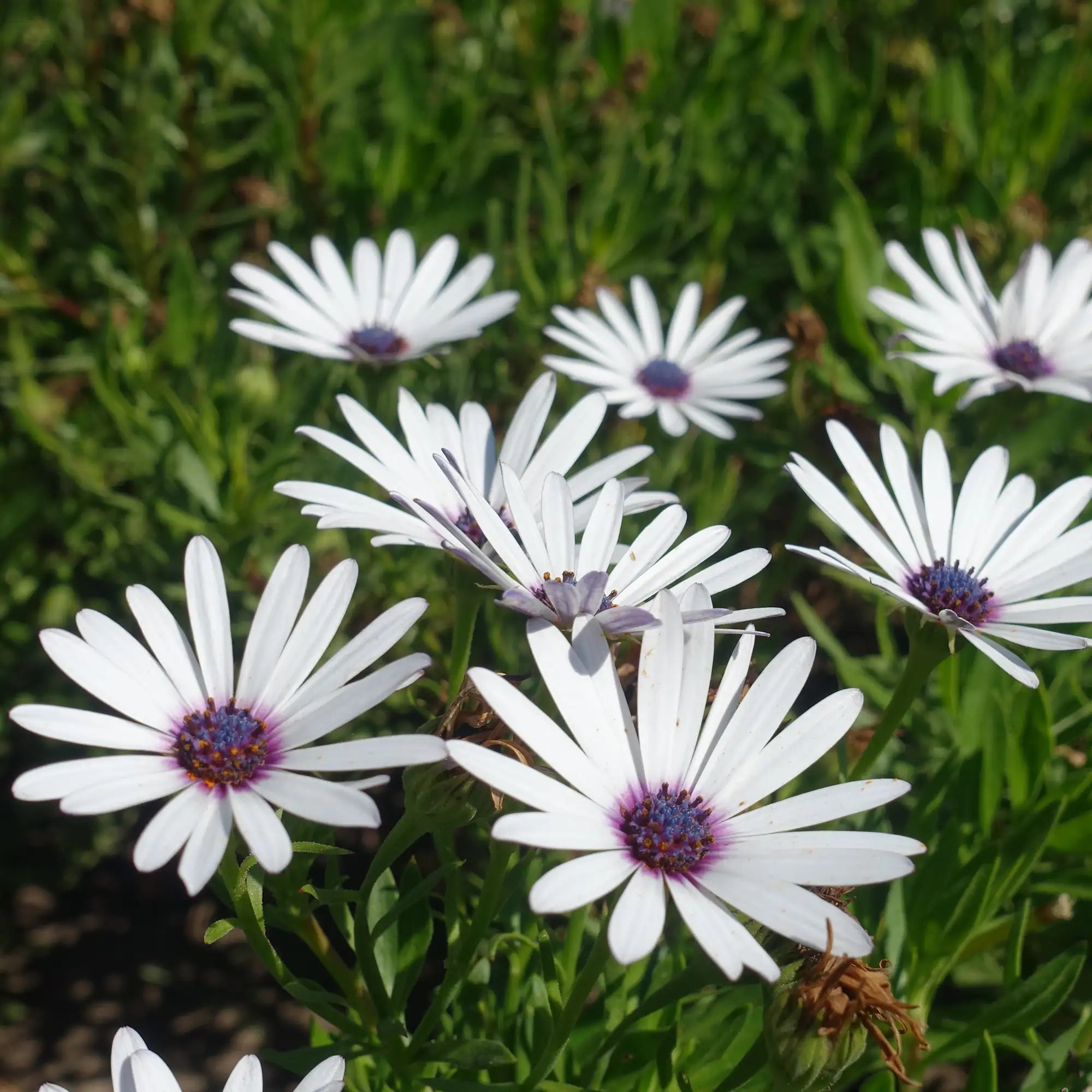 African Daisy 'Serenity™ White'