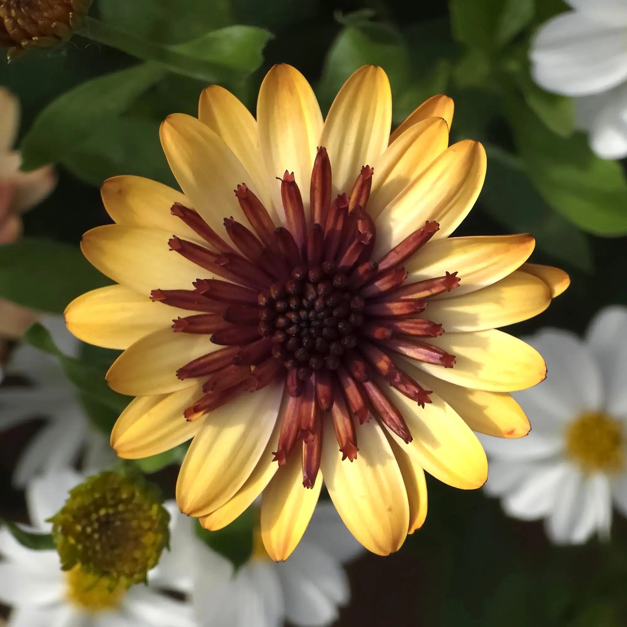 Close-up of dark yellow and brown center African Daisy. 