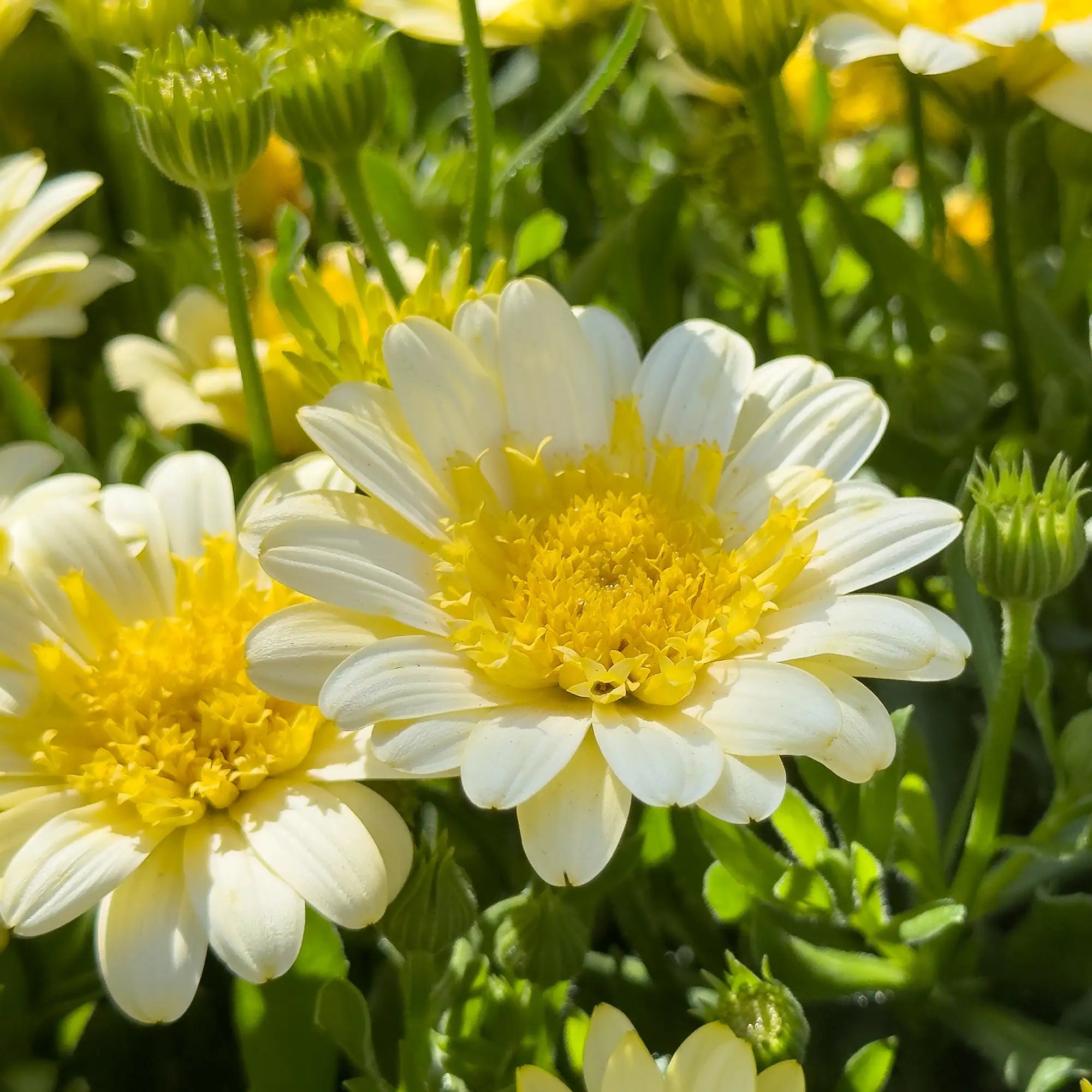 African Daisy '4D™ Sunburst'