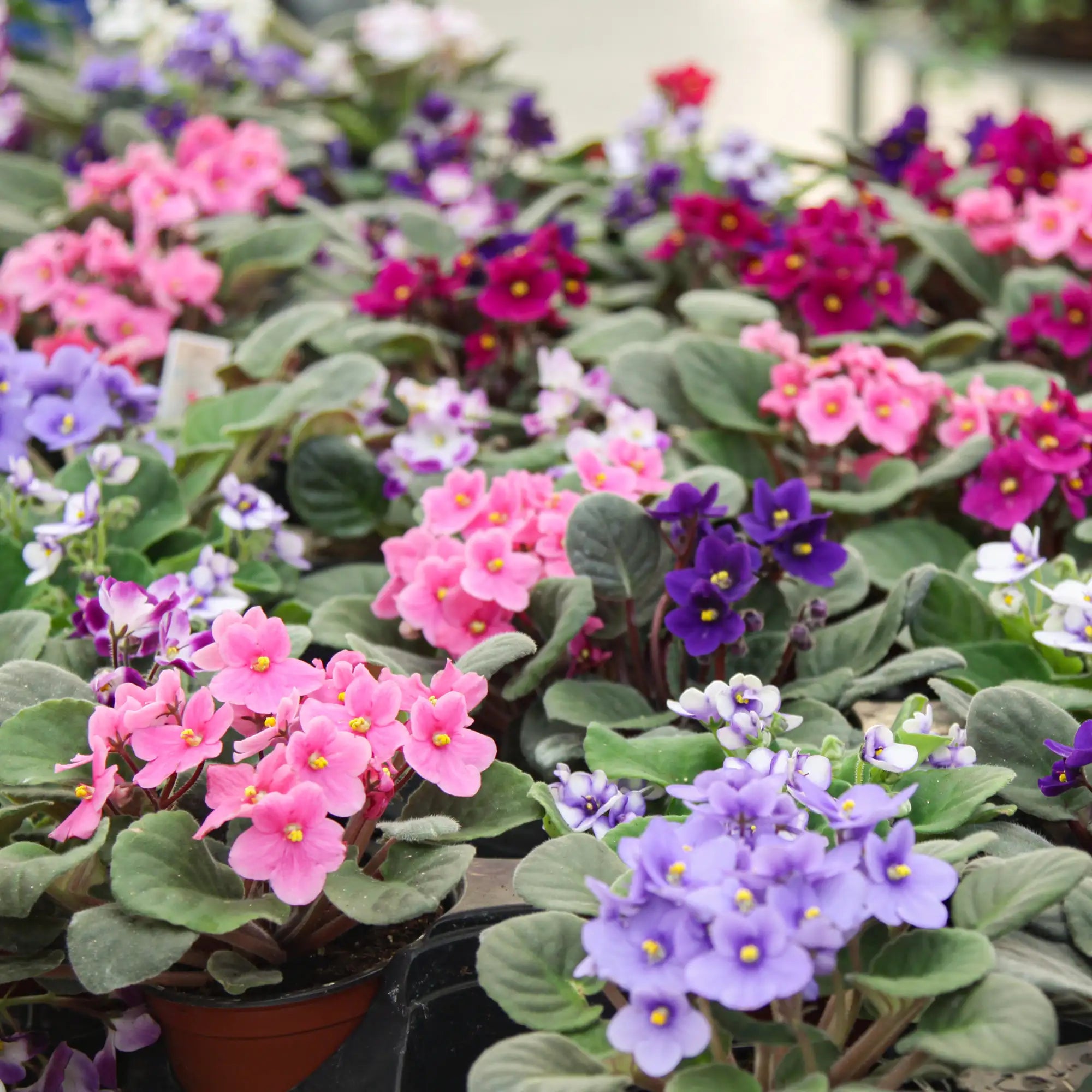 African Violet (Assorted)