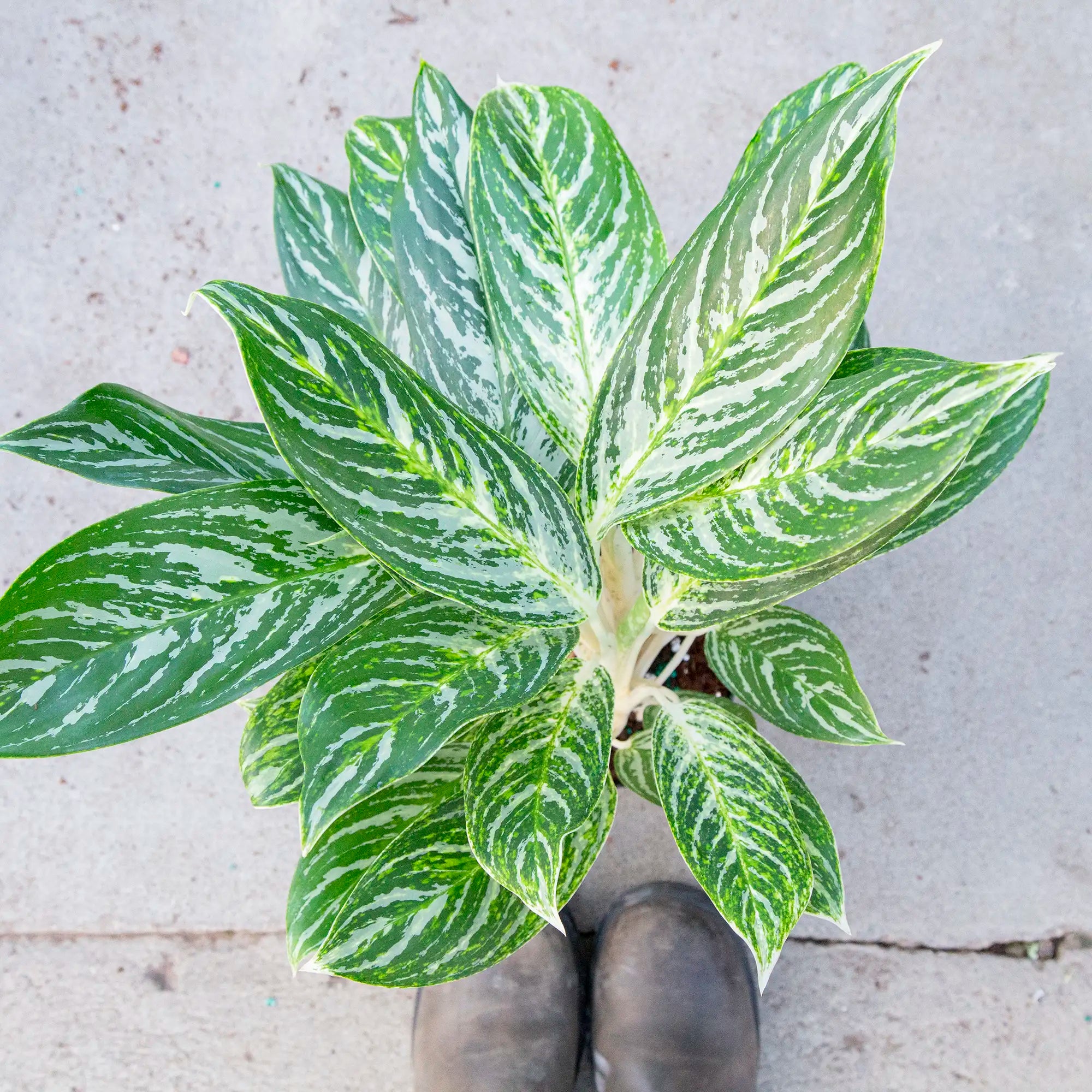 Chinese Evergreen 'Golden Madonna'