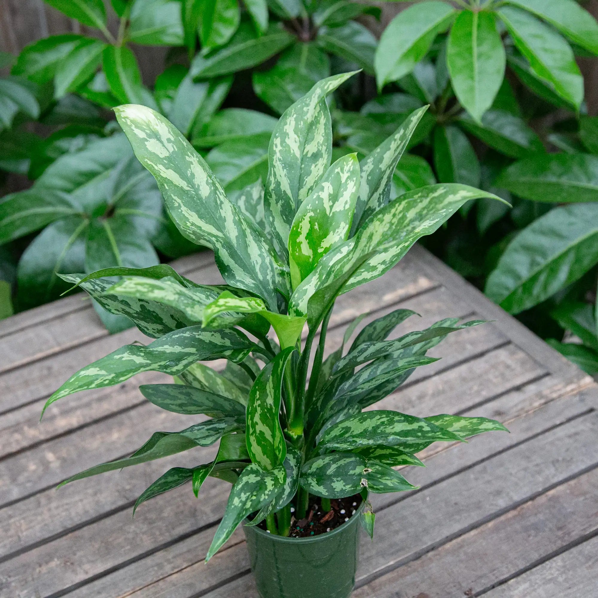 Chinese Evergreen 'Maria'