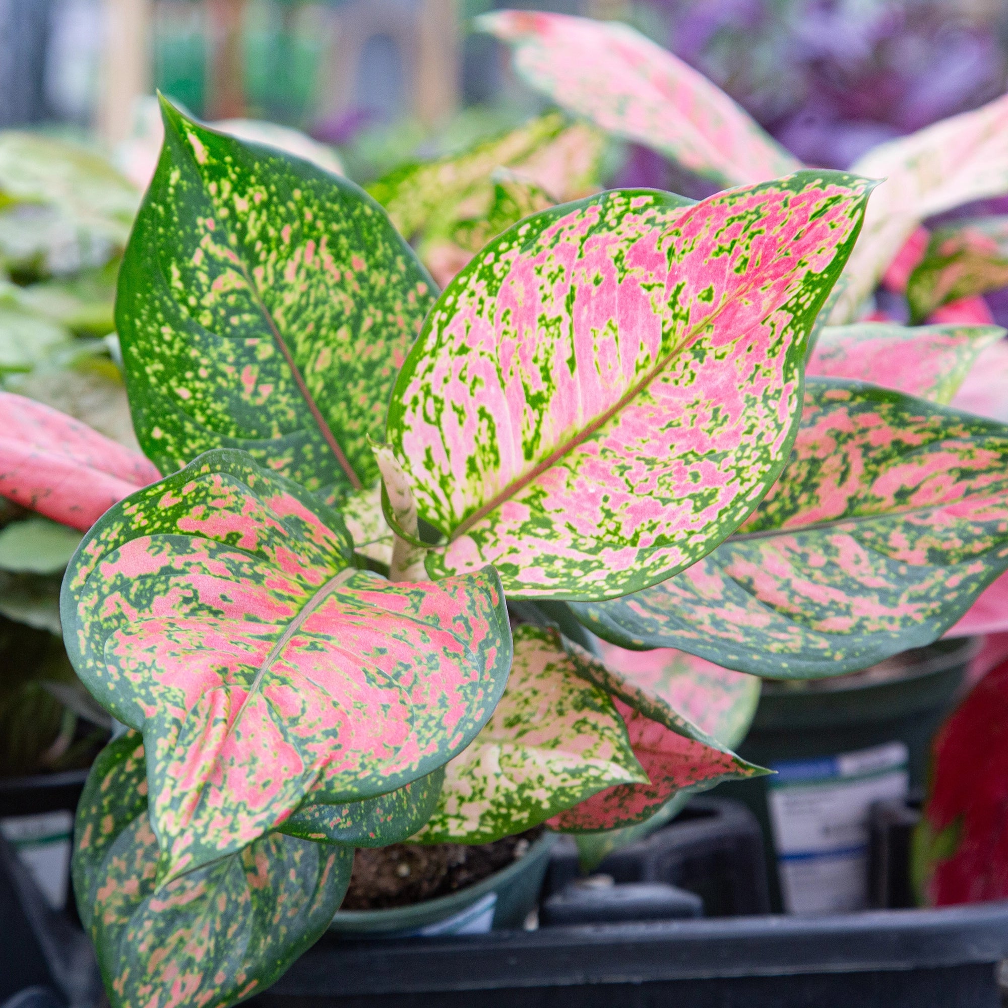 Chinese Evergreen 'Ruby Ray'