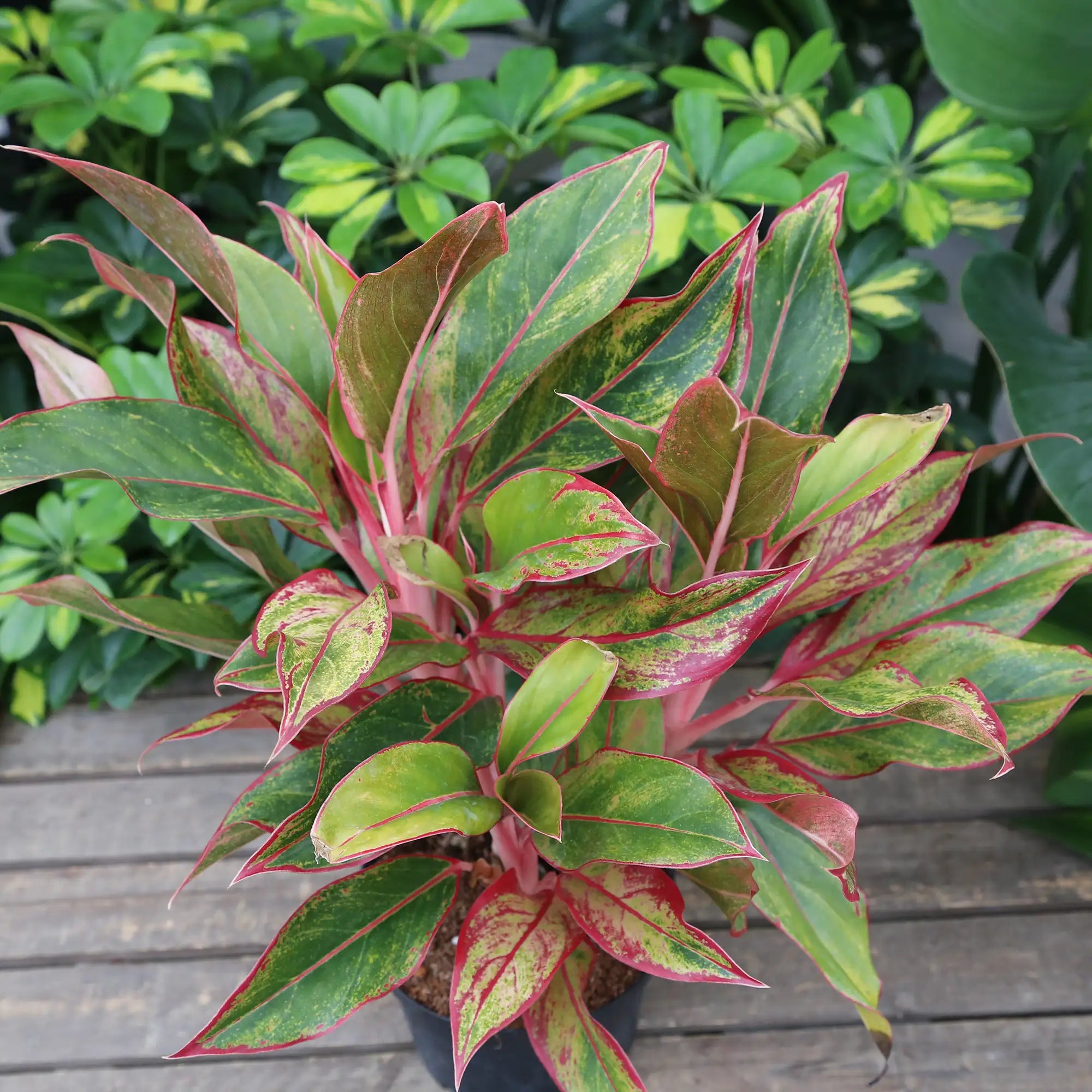 Chinese Evergreen 'Siam Pink'