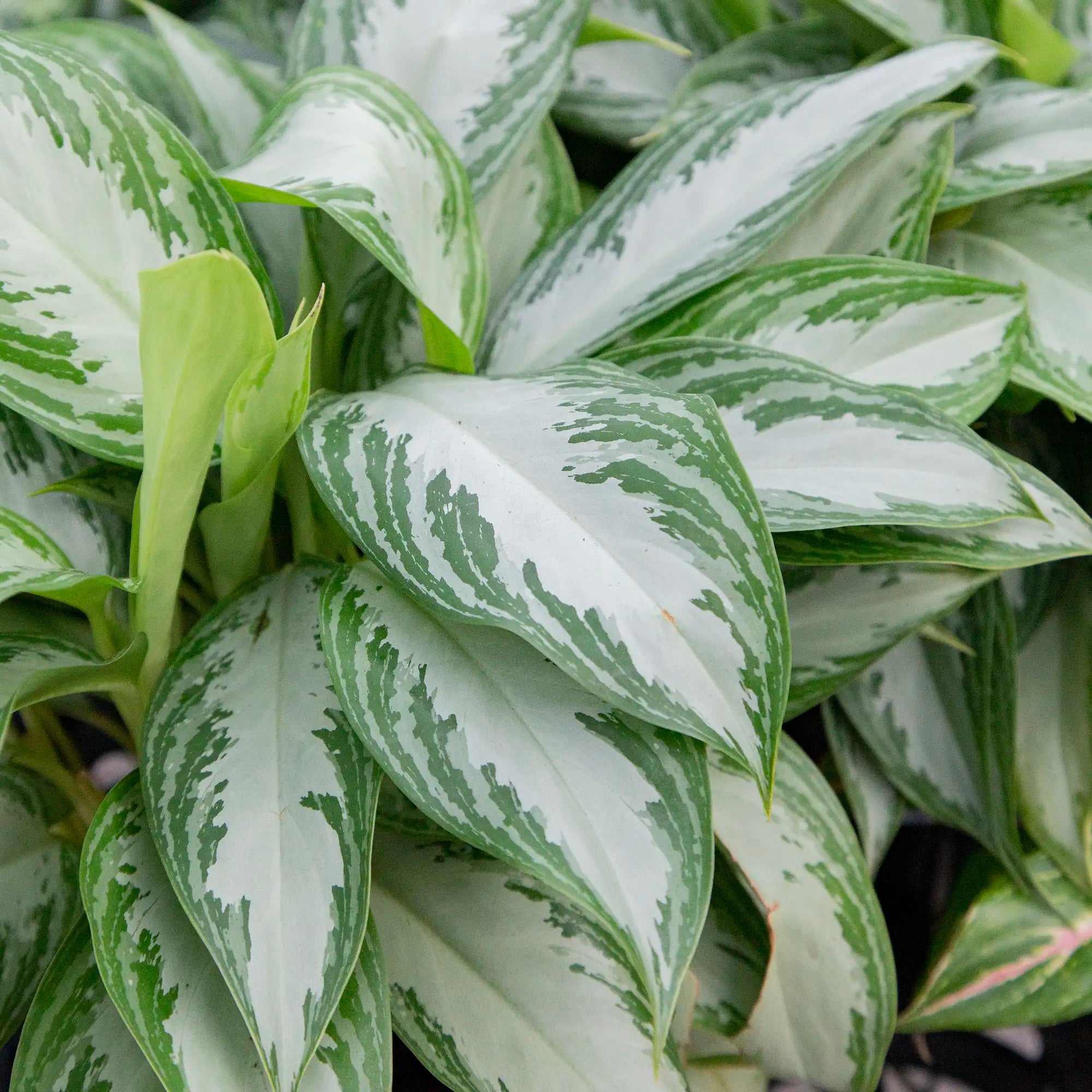 Chinese Evergreen 'Silver Bay'