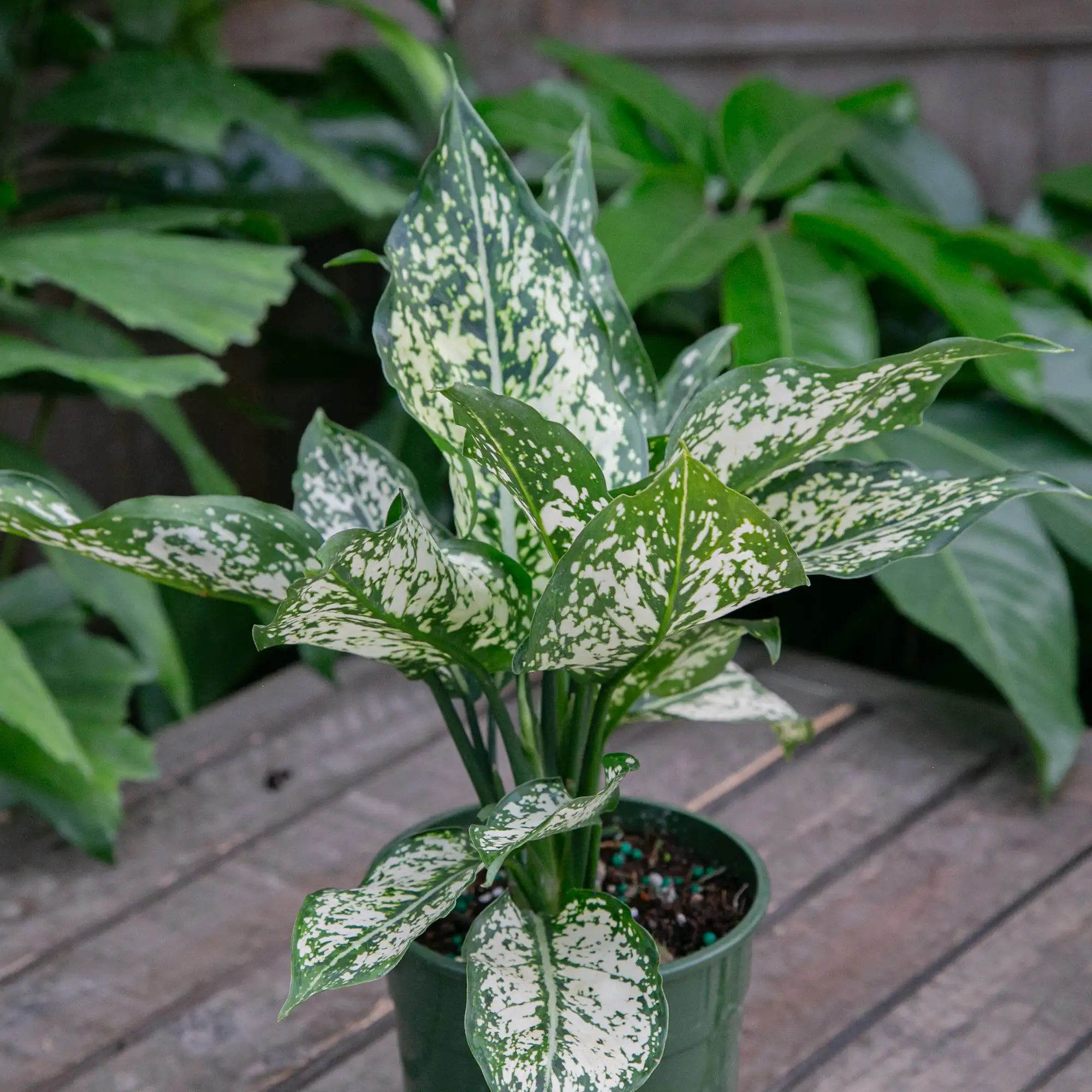 Chinese Evergreen 'Spring Snow'