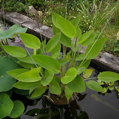 Powdery Alligator Flag foliage in a pond