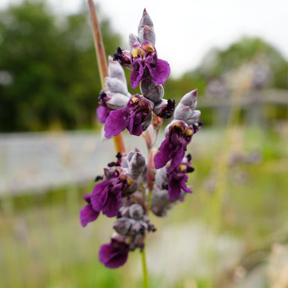 Powdery Alligator Flag with purple flowers