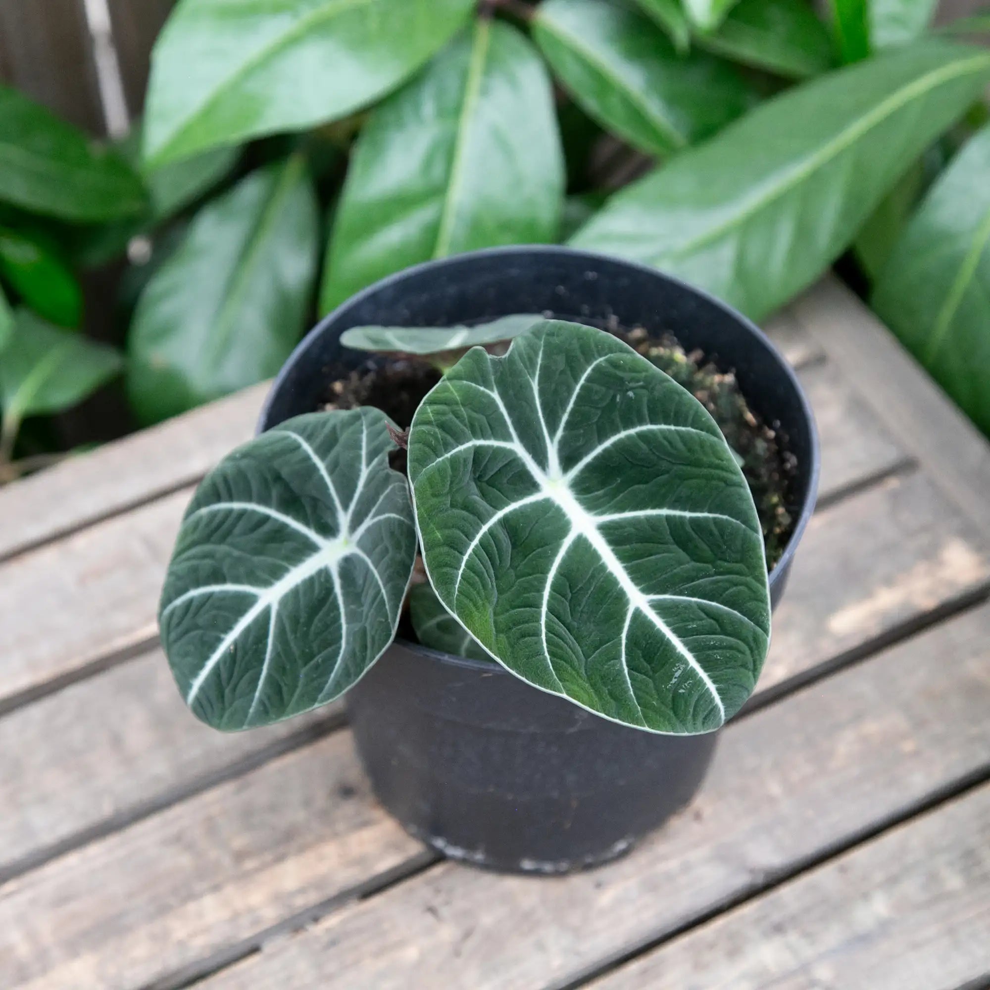 Elephant Ear 'Black Velvet'