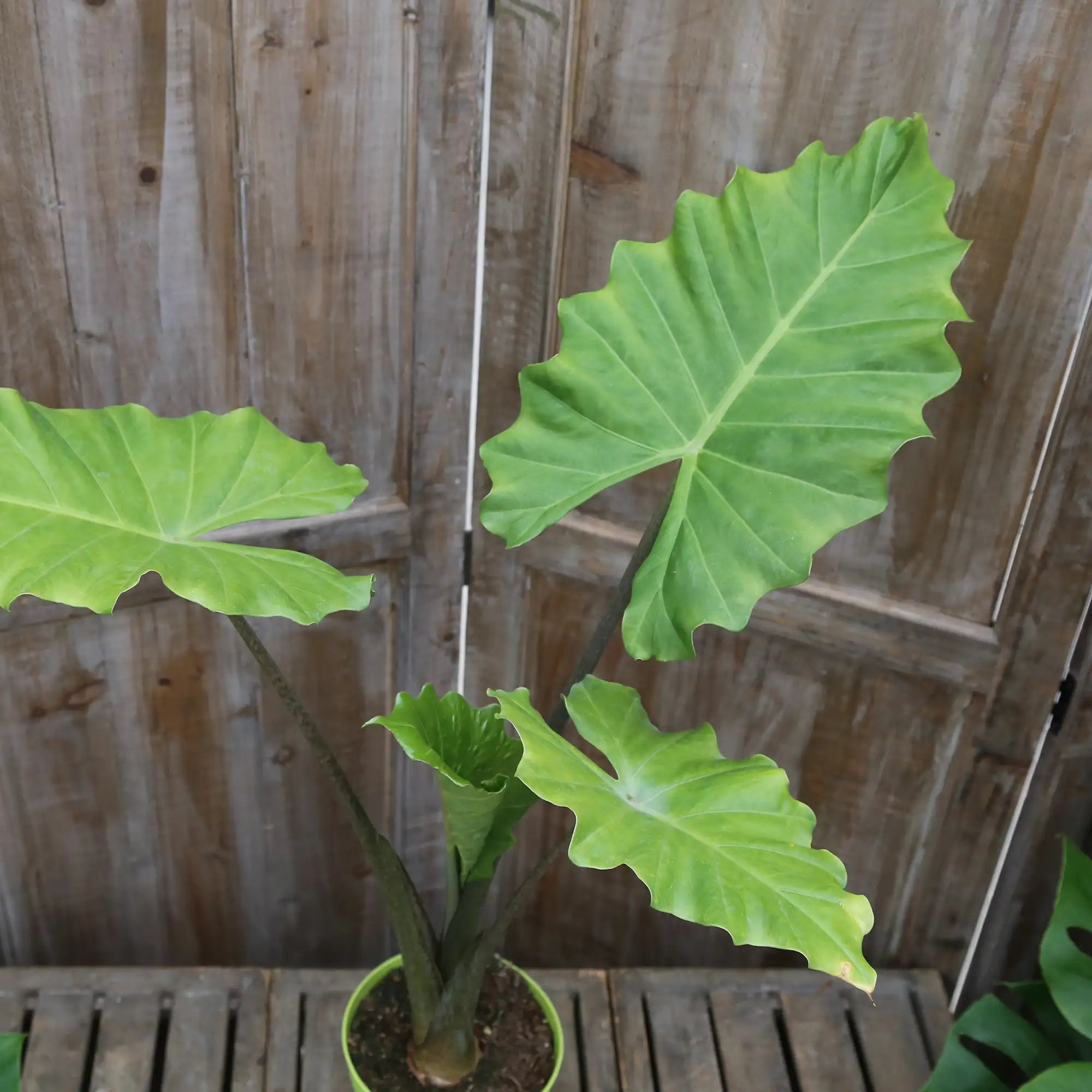 Elephant Ear 'Calidora'
