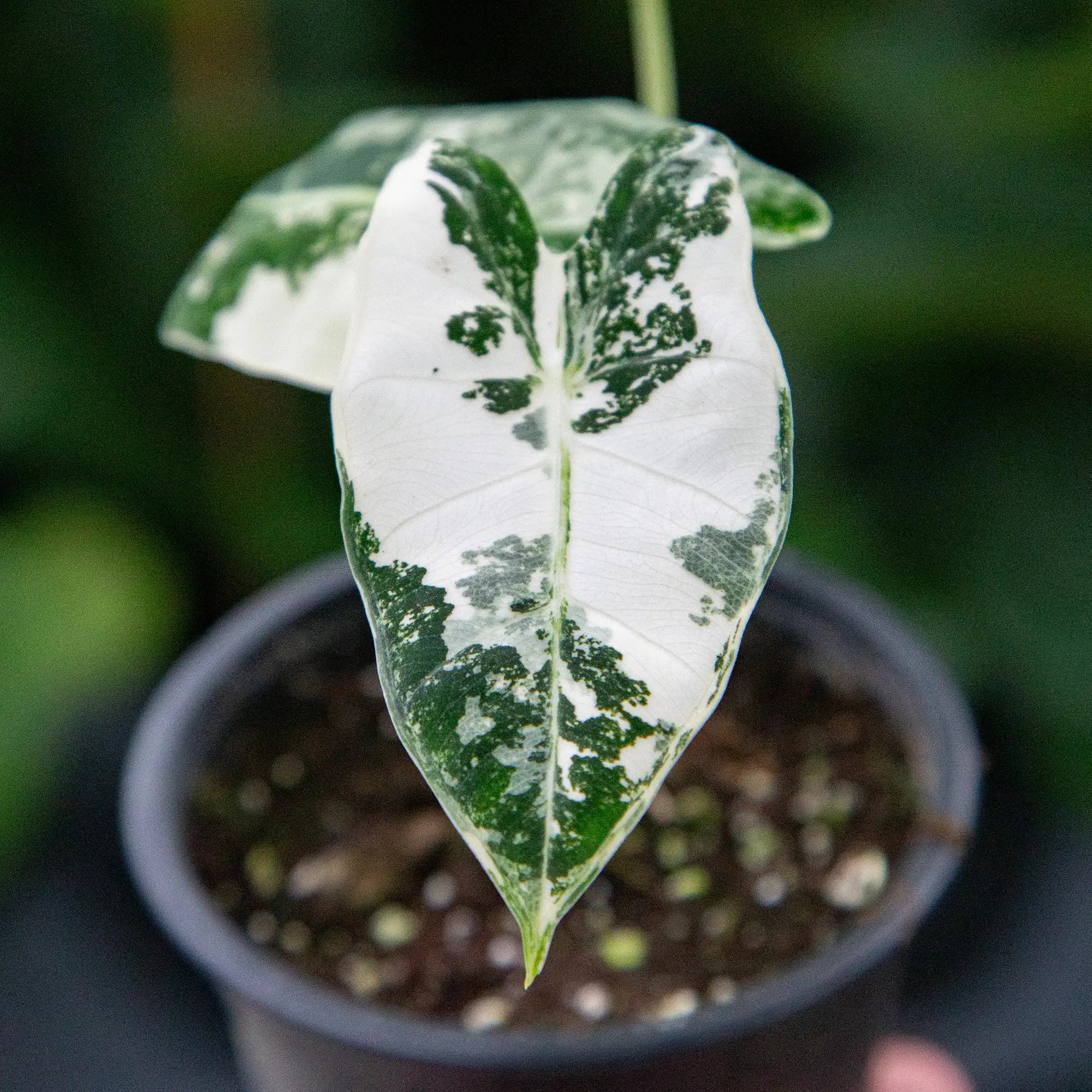 Elephant Ear 'Variegated Frydek'