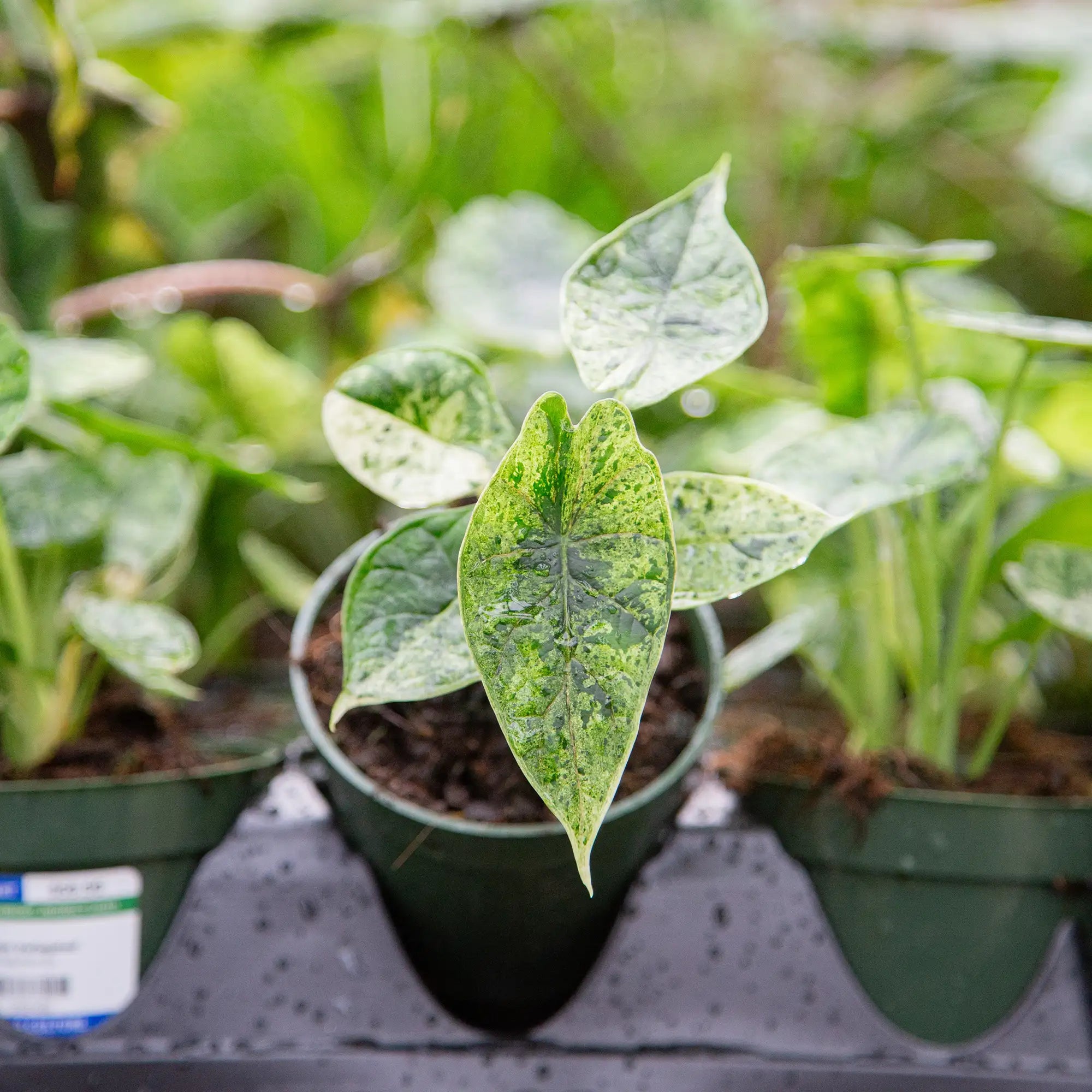 Elephant Ear 'Mint Variegated'