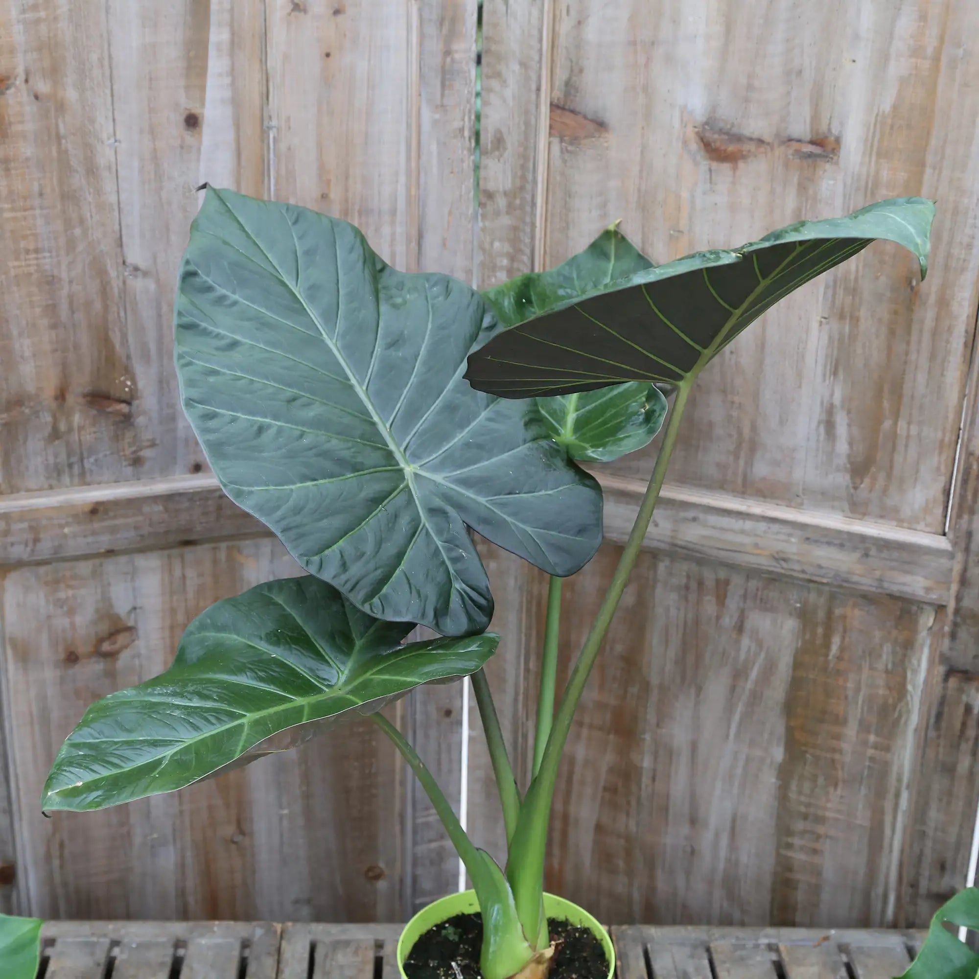 Elephant Ear 'Regal Shields'