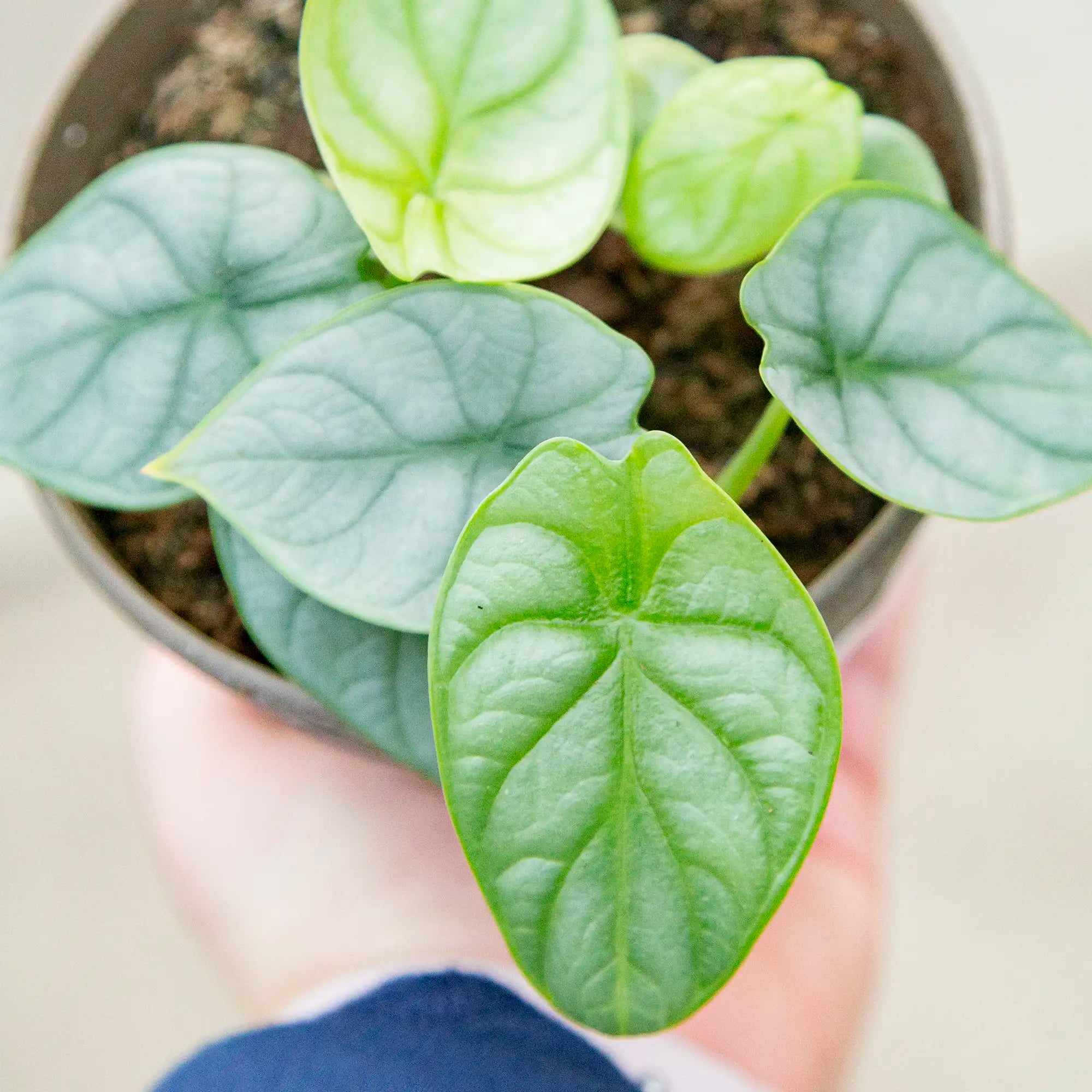 Elephant Ear 'Silver Dragon'