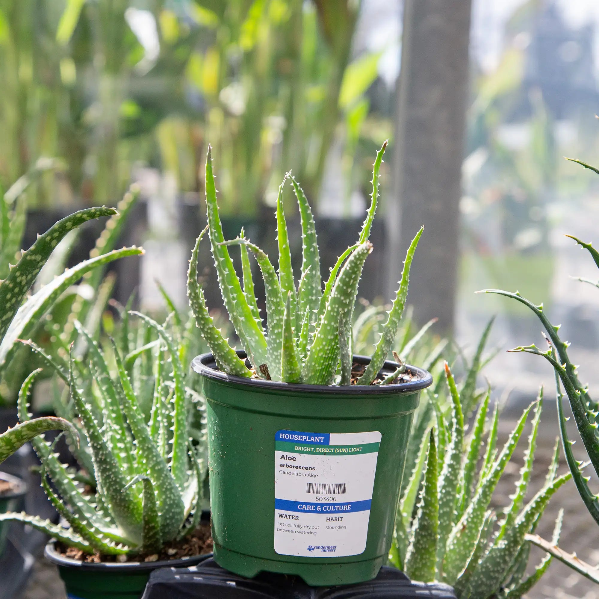 Aloe 'Candelabra'