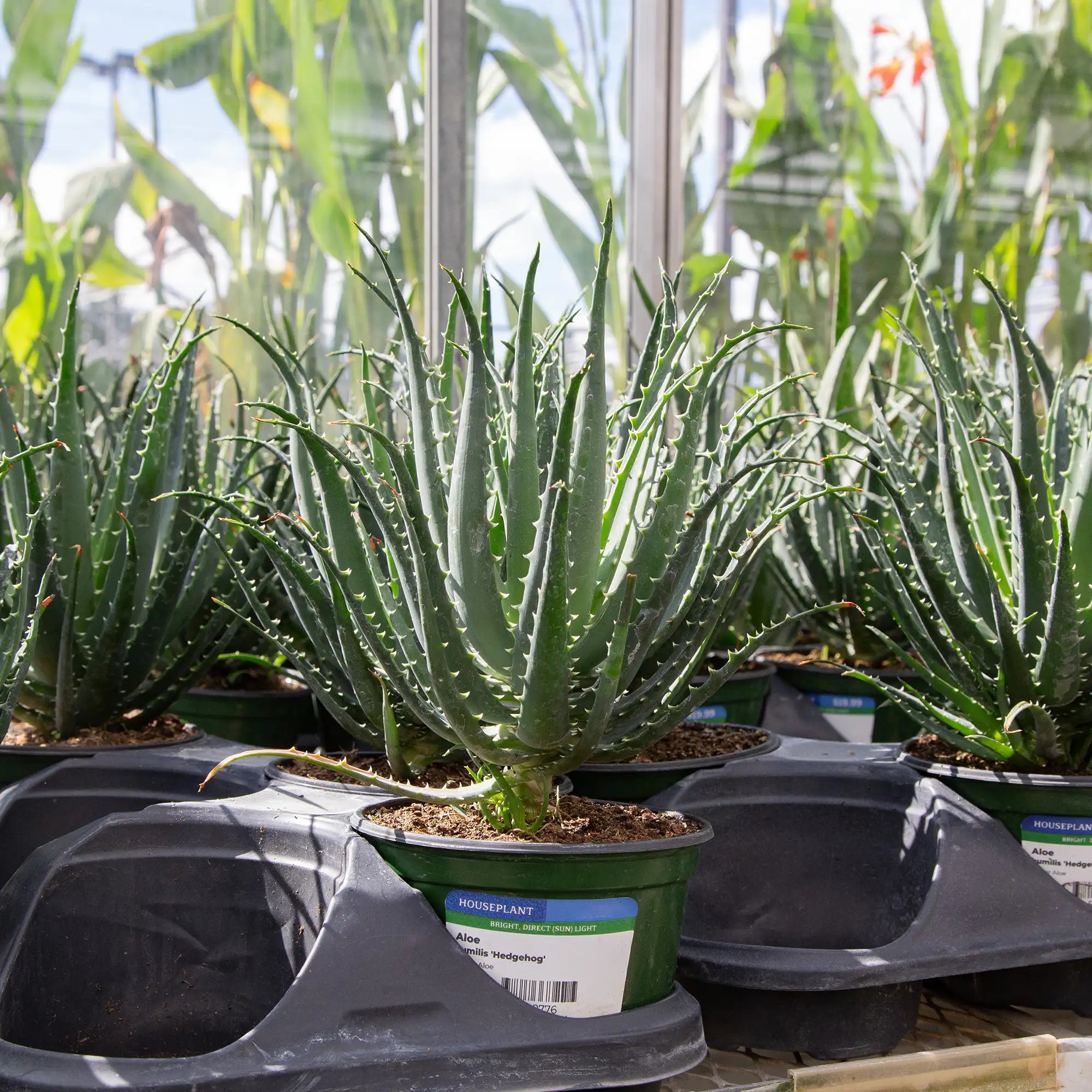 Aloe 'Hedgehog'
