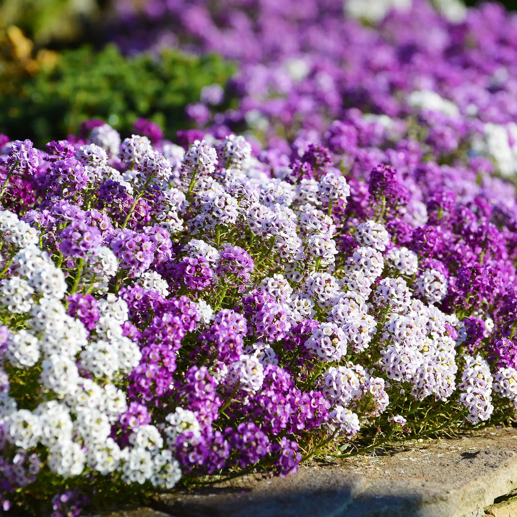 Alyssum 'Easter Bonnet Mix'