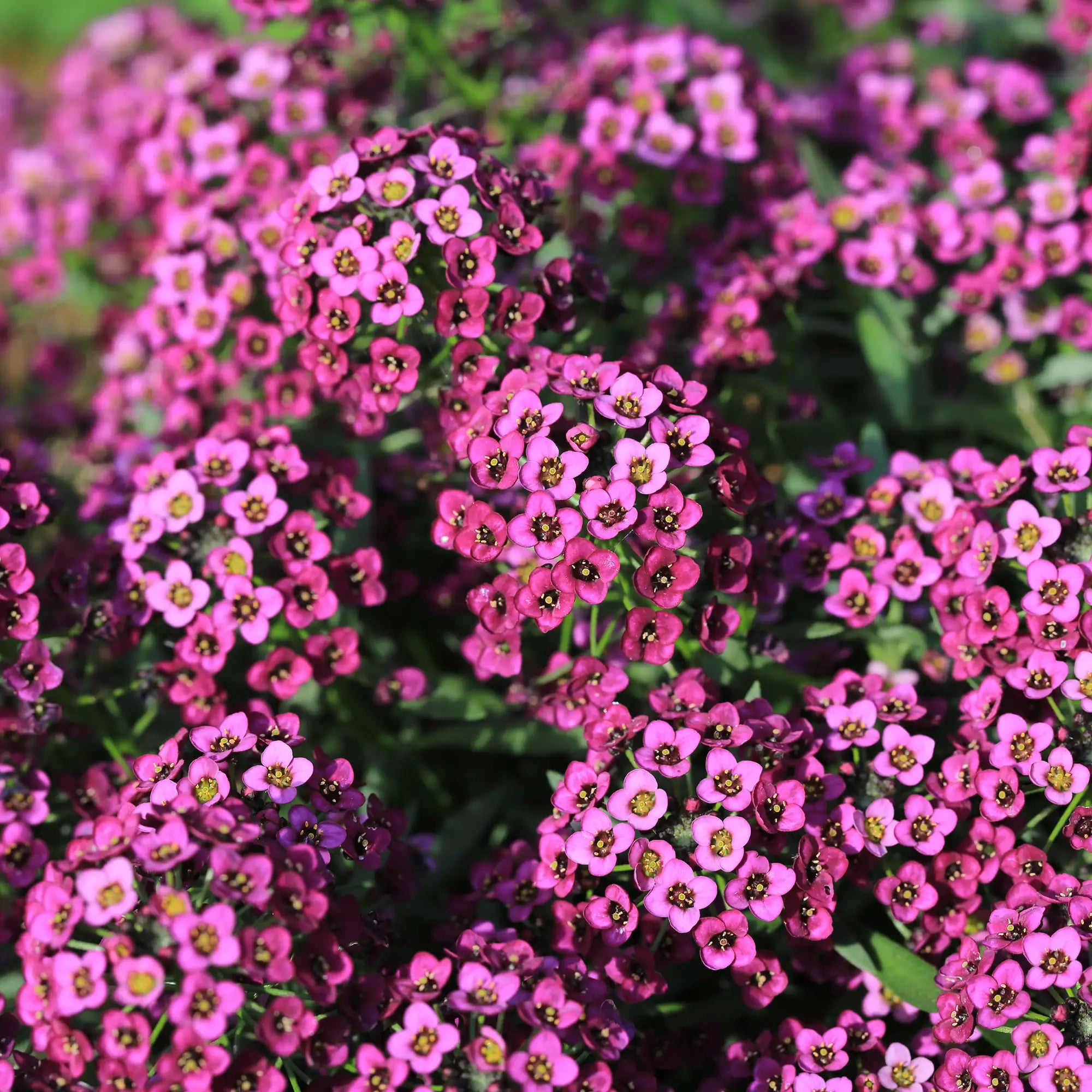 Alyssum 'Easter Bonnet Deep Rose'