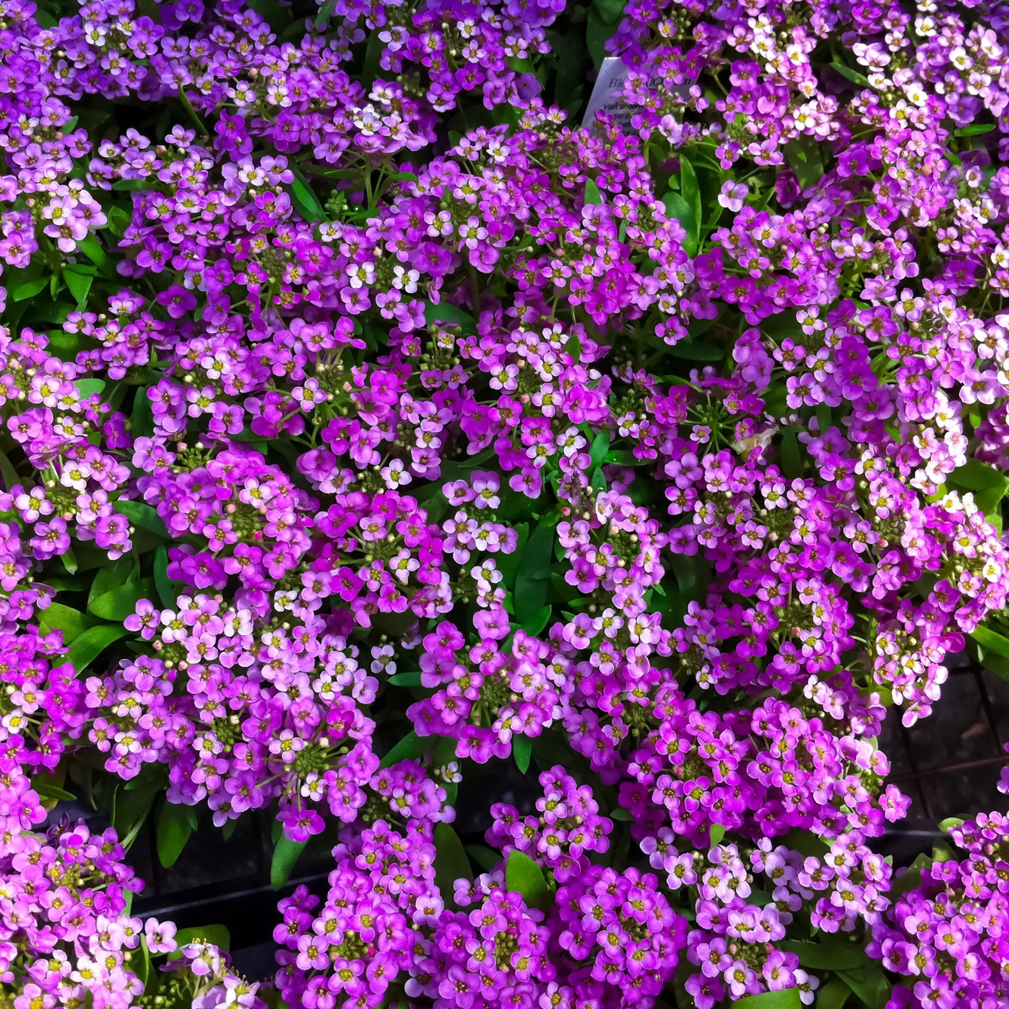 Alyssum 'Easter Bonnet Violet'