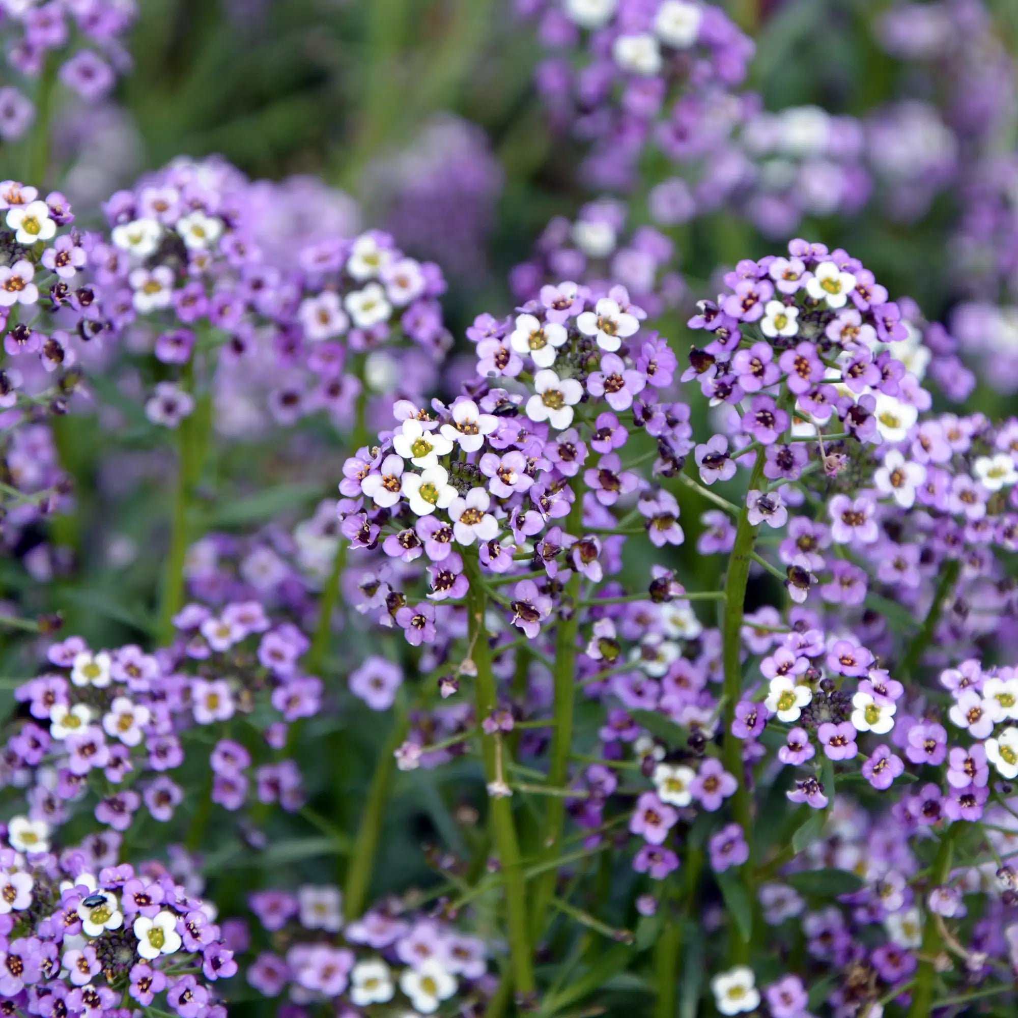 Alyssum 'Wonderland® Blue'