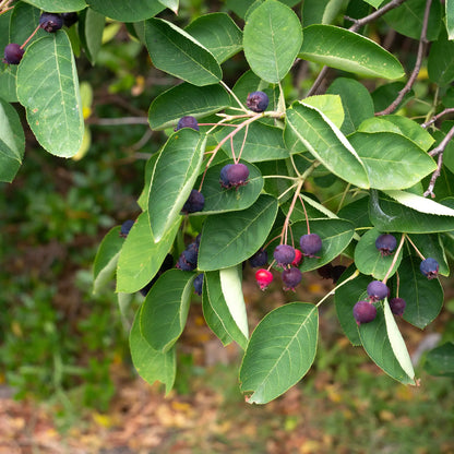 Serviceberry Saskatoon