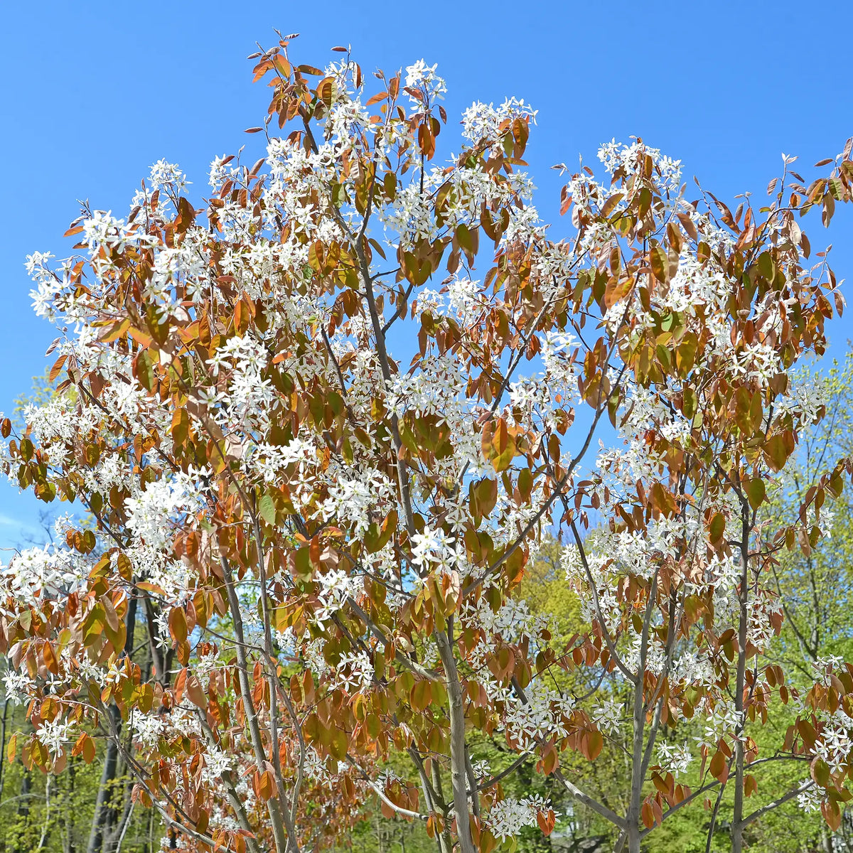 Serviceberry Shadblow