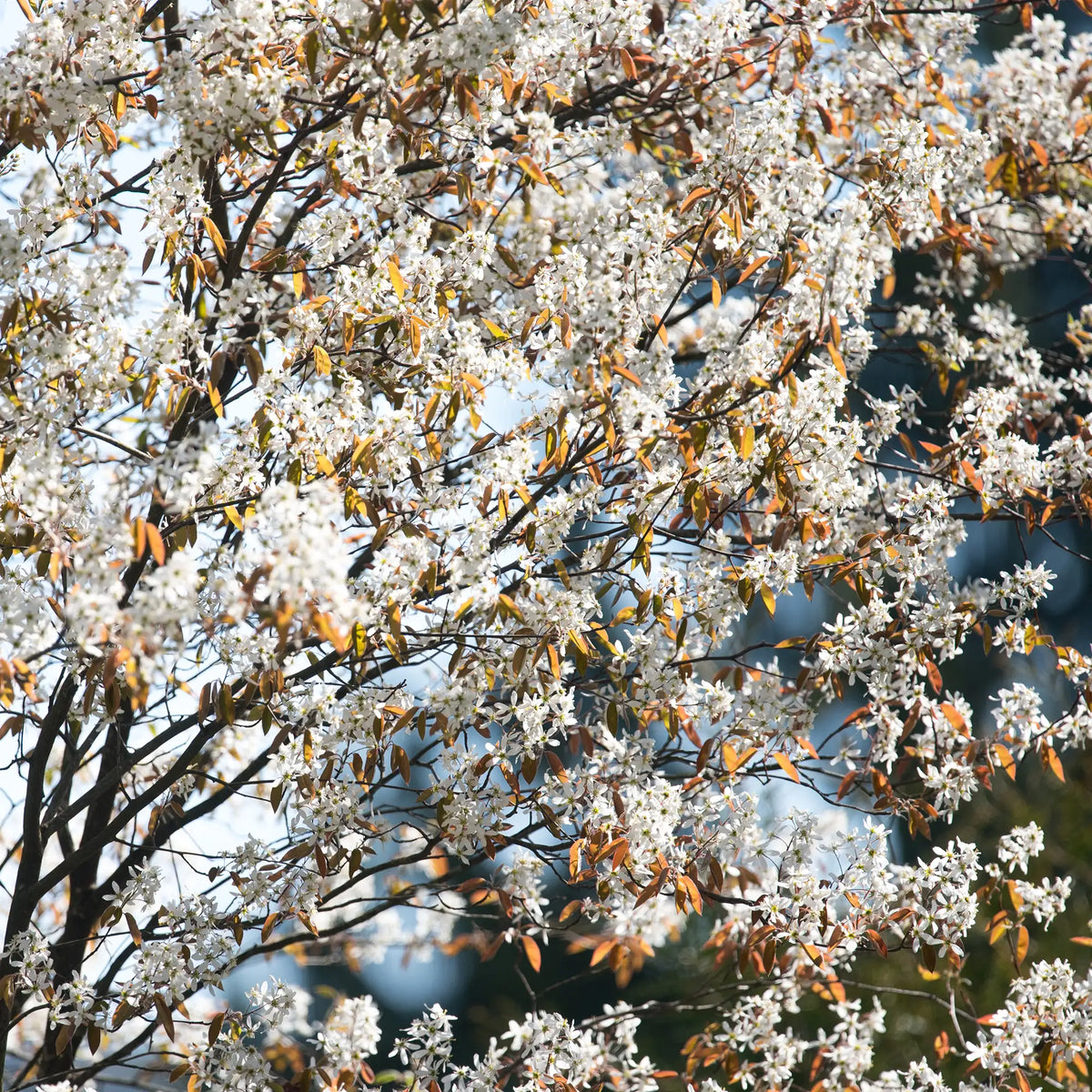 Serviceberry Allegheny