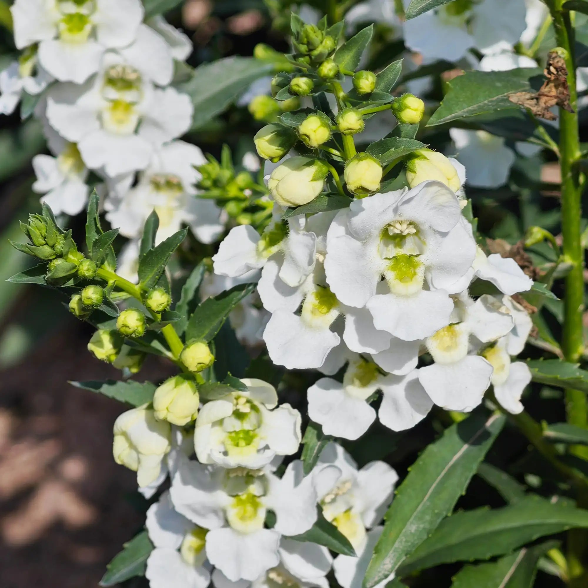 Angelonia 'Alonia™ Big Snow'