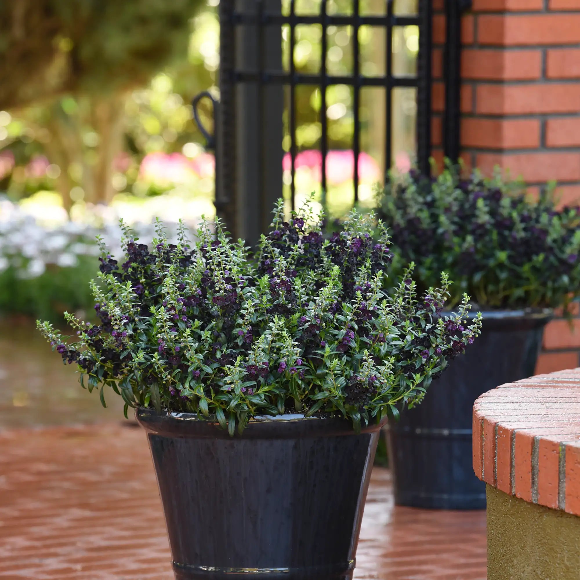 Angelonia 'AngelFlare™ Black'