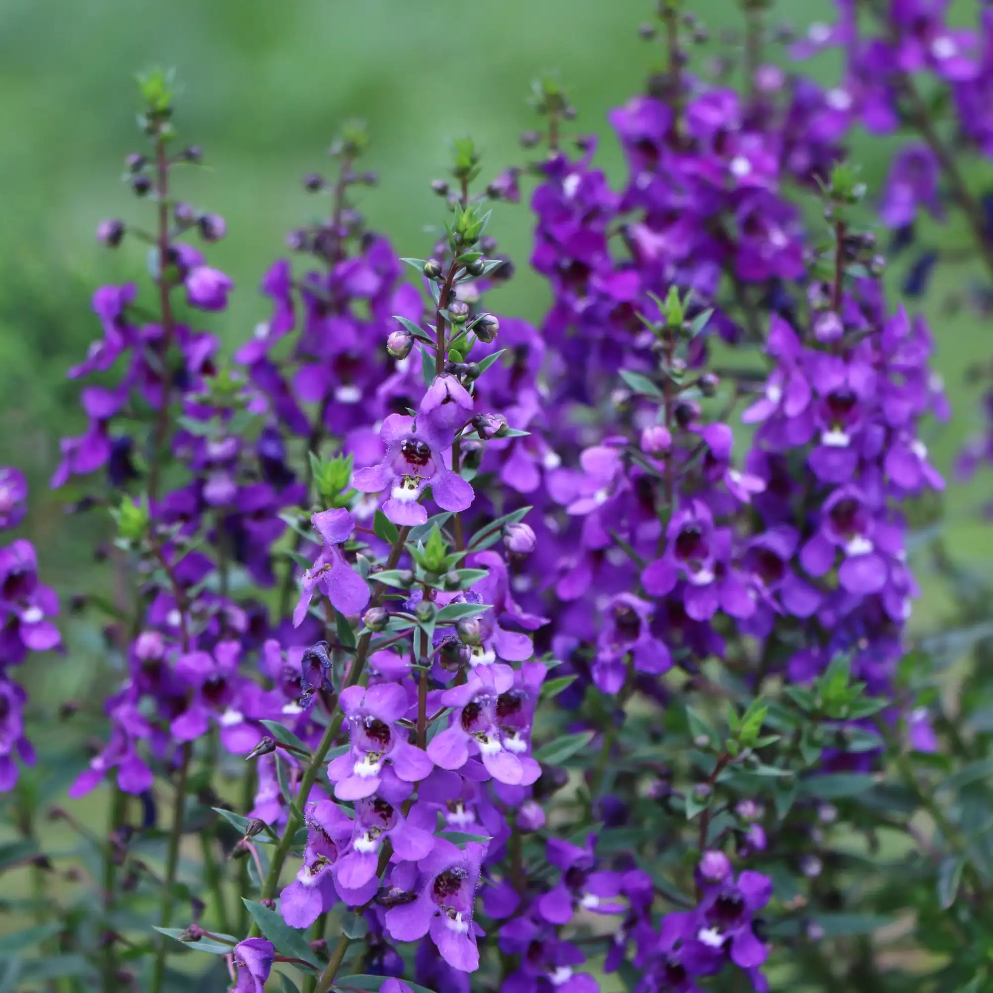 Angelonia 'Archangel™ Dark Purple'