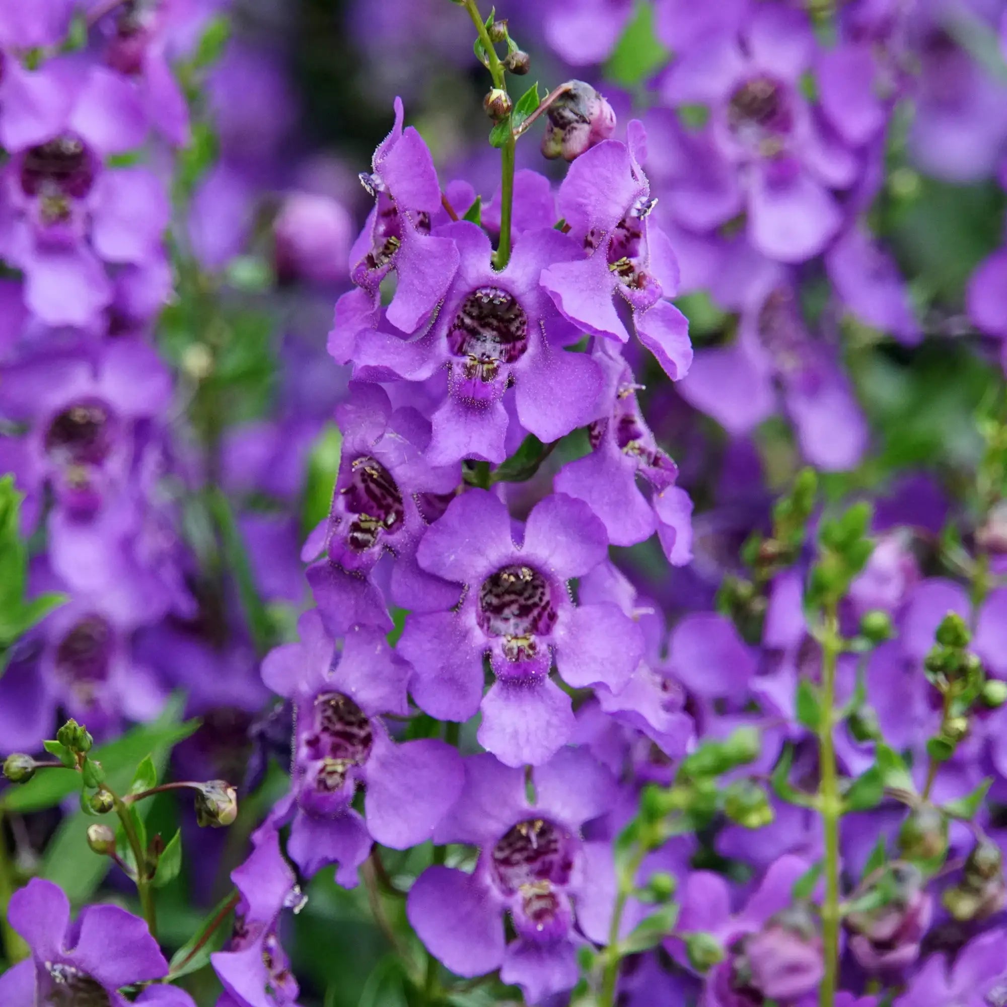 Angelonia 'Alonia™ Big Blue'
