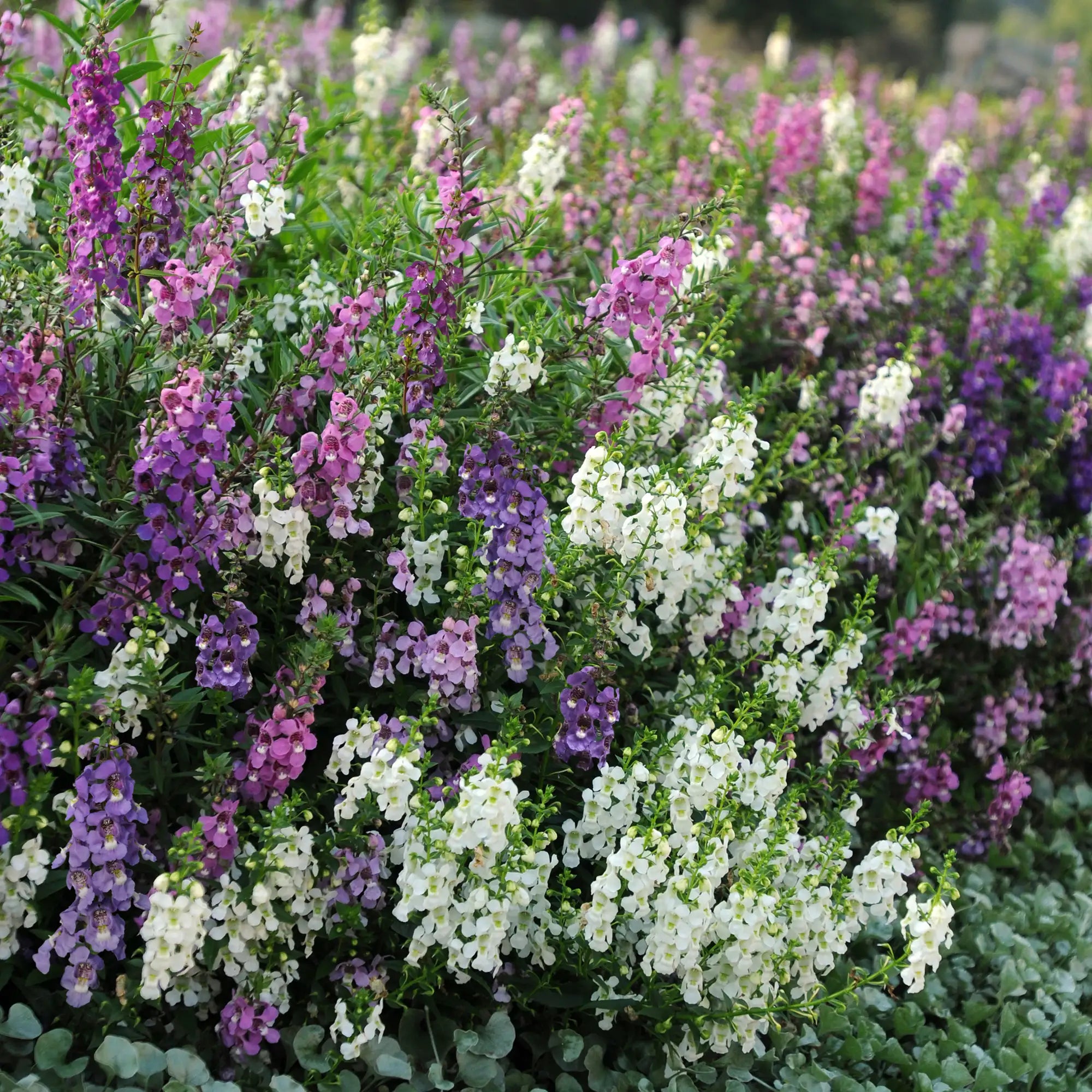 Angelonia 'Serena® Mixture'