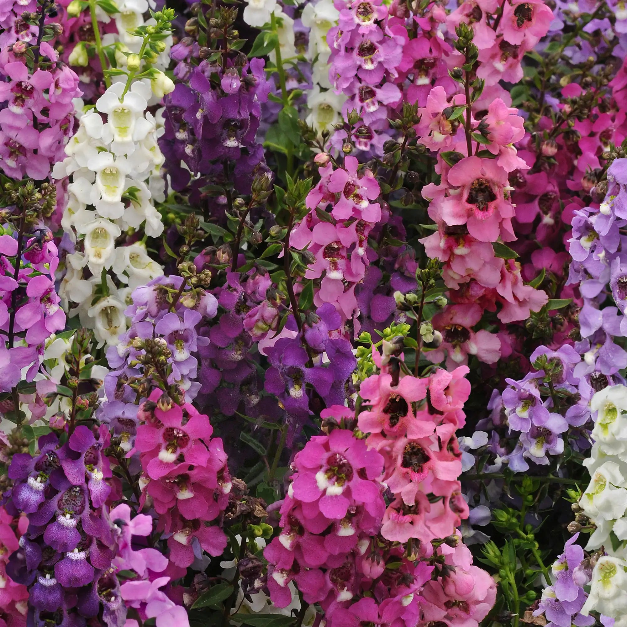 Angelonia 'Serenita® Mixture'