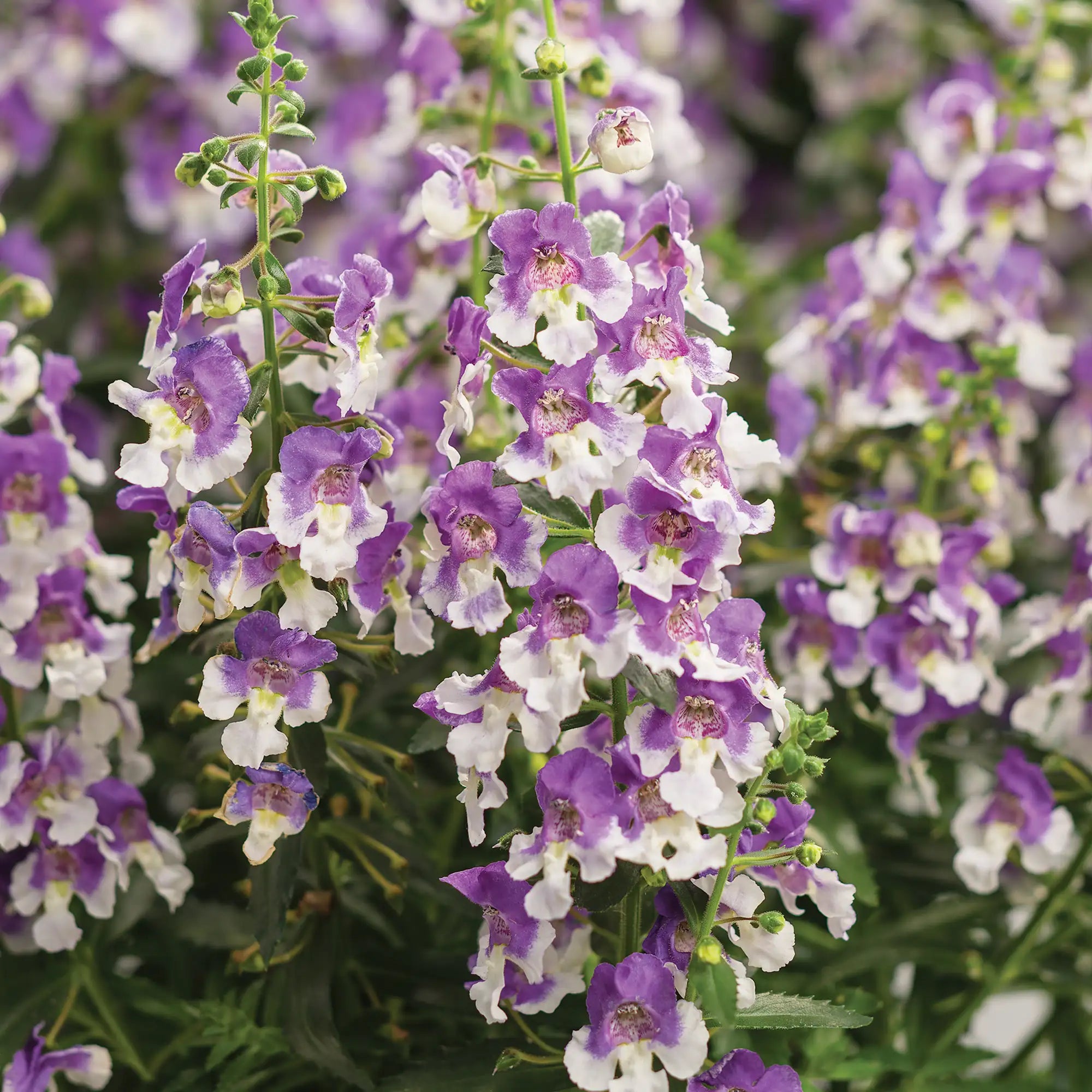 Angelonia 'Angelface® Wedgwood Blue'